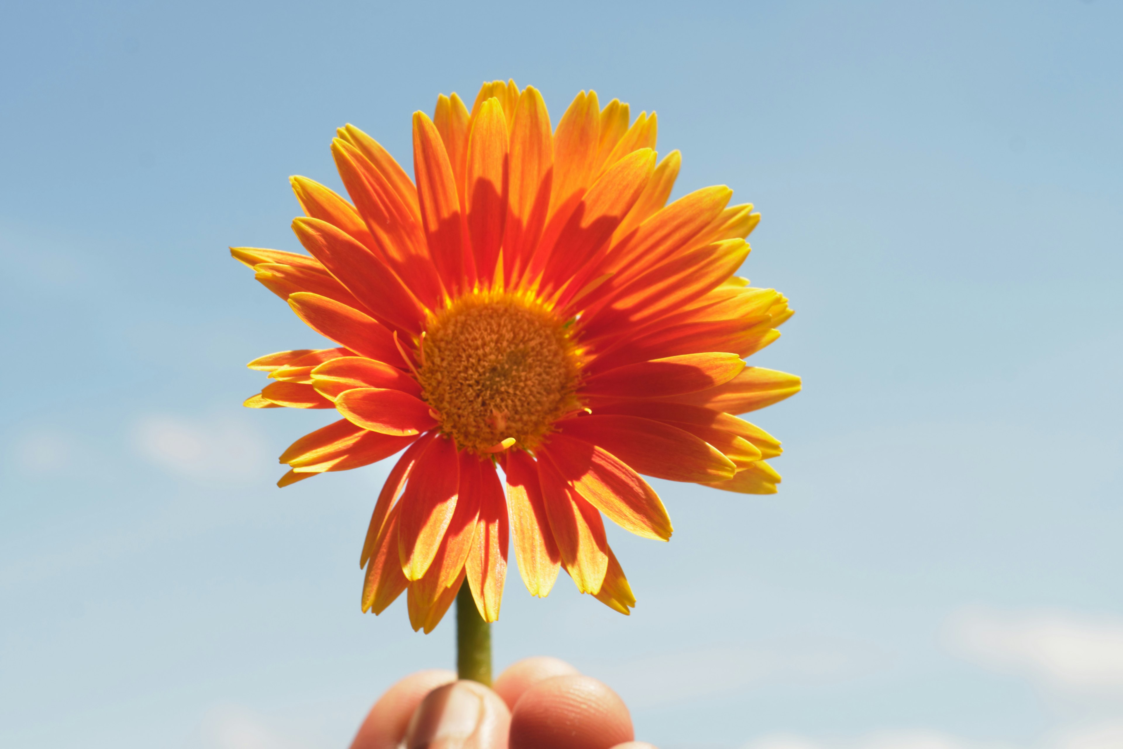 Nahaufnahme einer Hand, die eine lebendige orangefarbene Blume hält