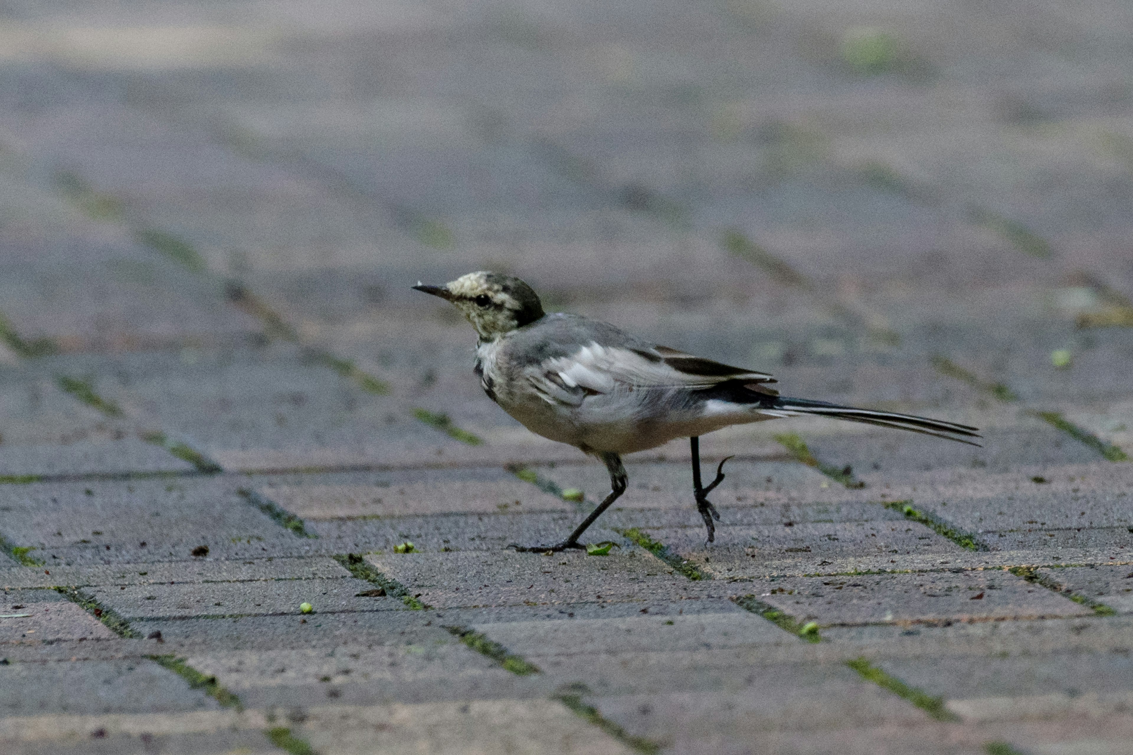 Pájaro gris caminando por un sendero