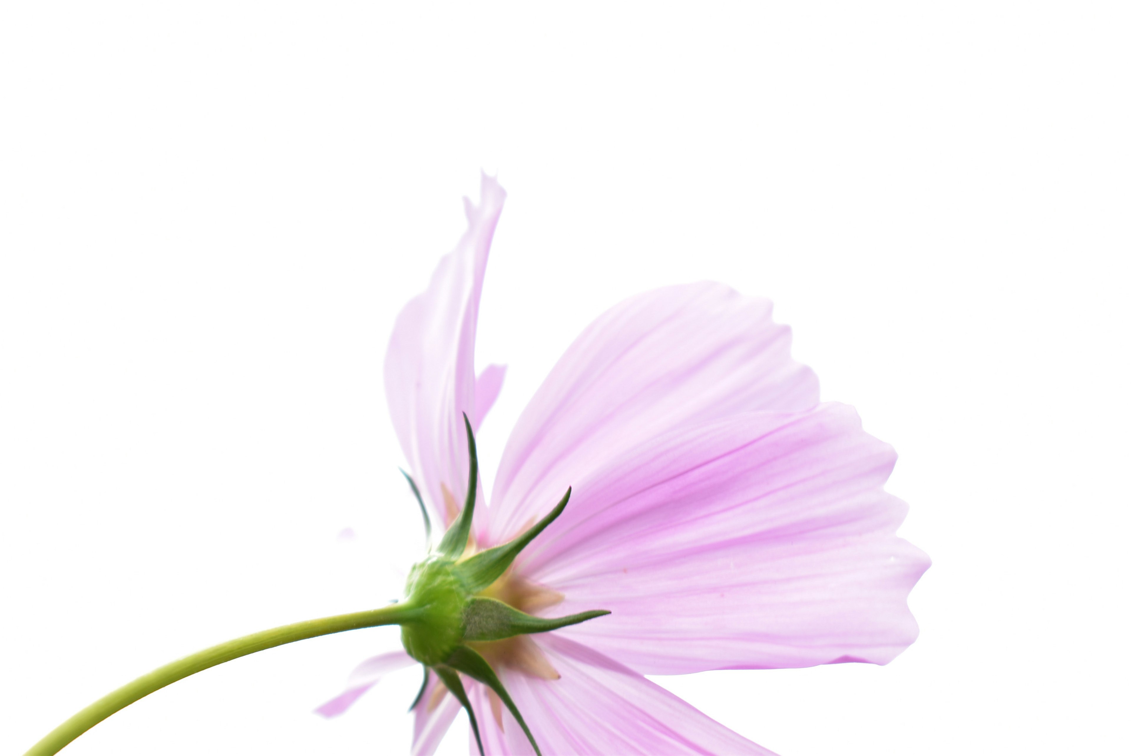 Vista lateral de una flor rosa pálido con pétalos delicados contra un fondo blanco