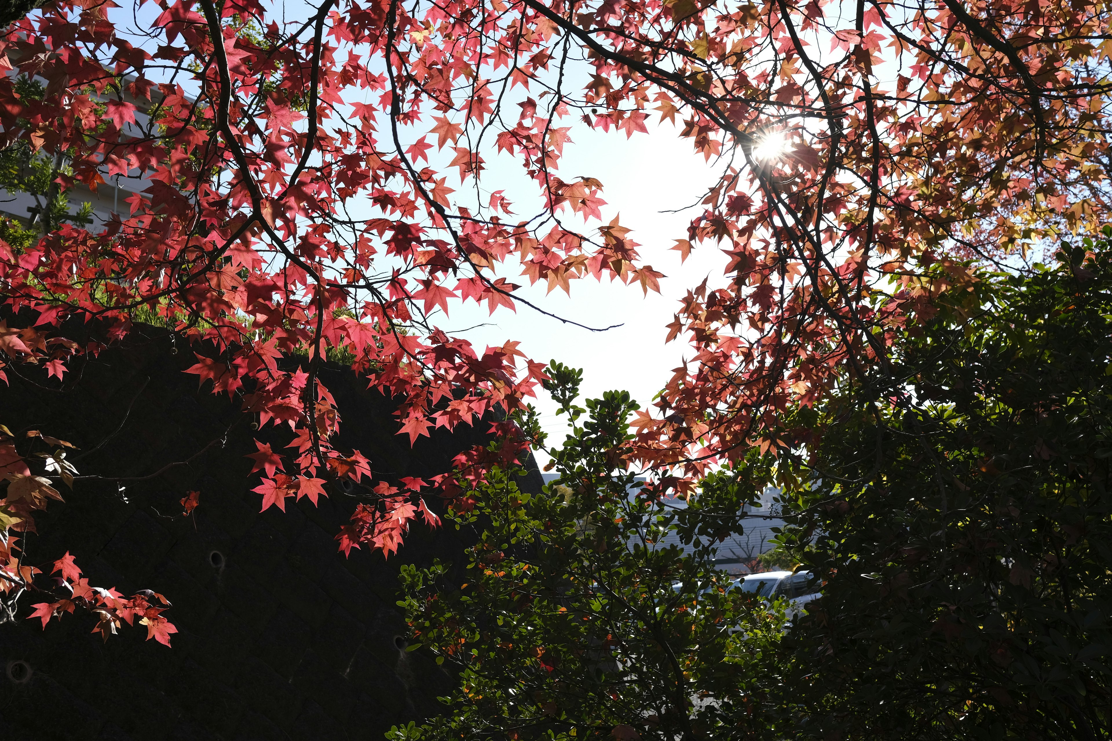 Vibrant red maple leaves with sunlight filtering through