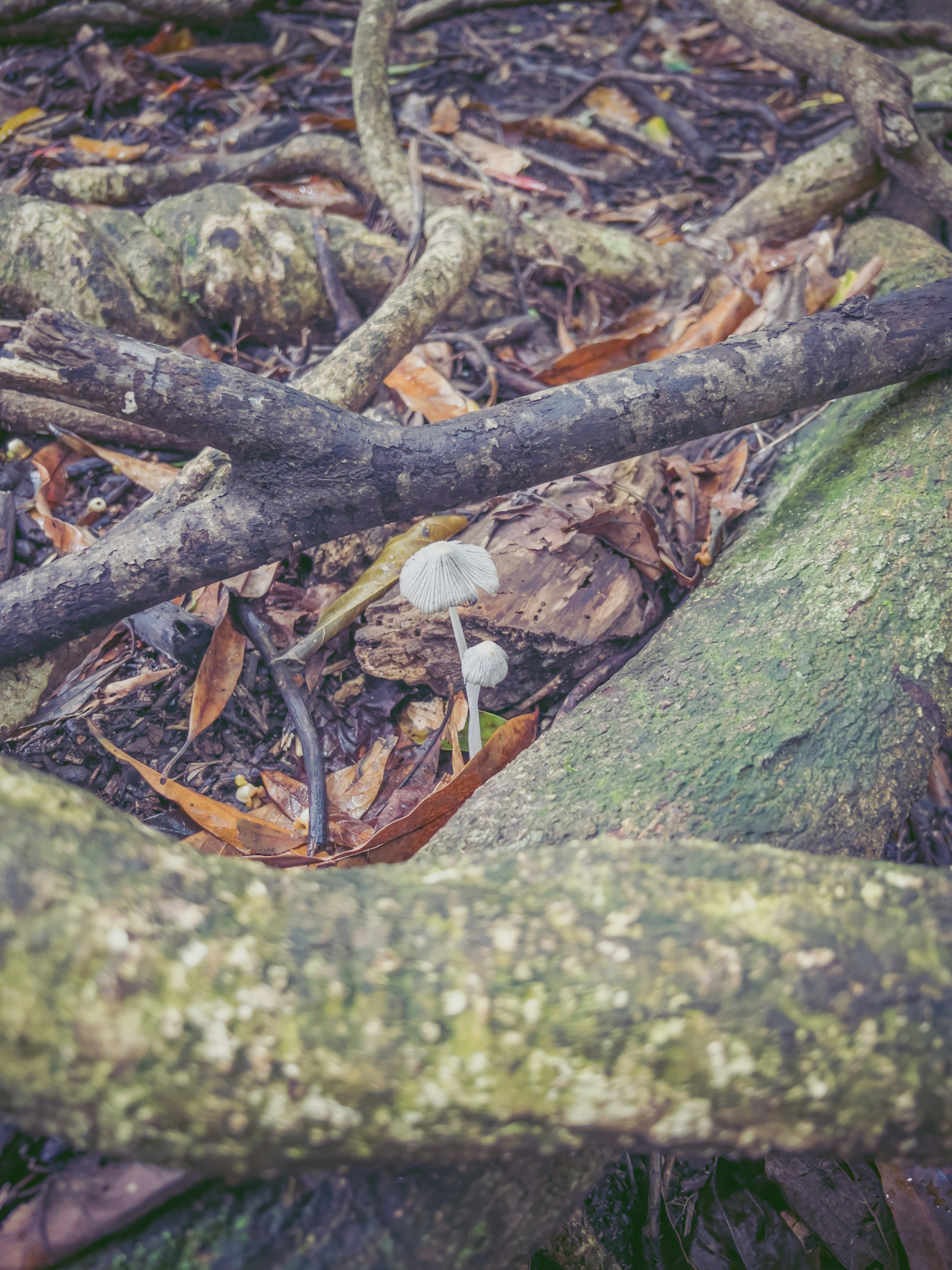 Un piccolo fungo bianco circondato da foglie secche e radici d'albero