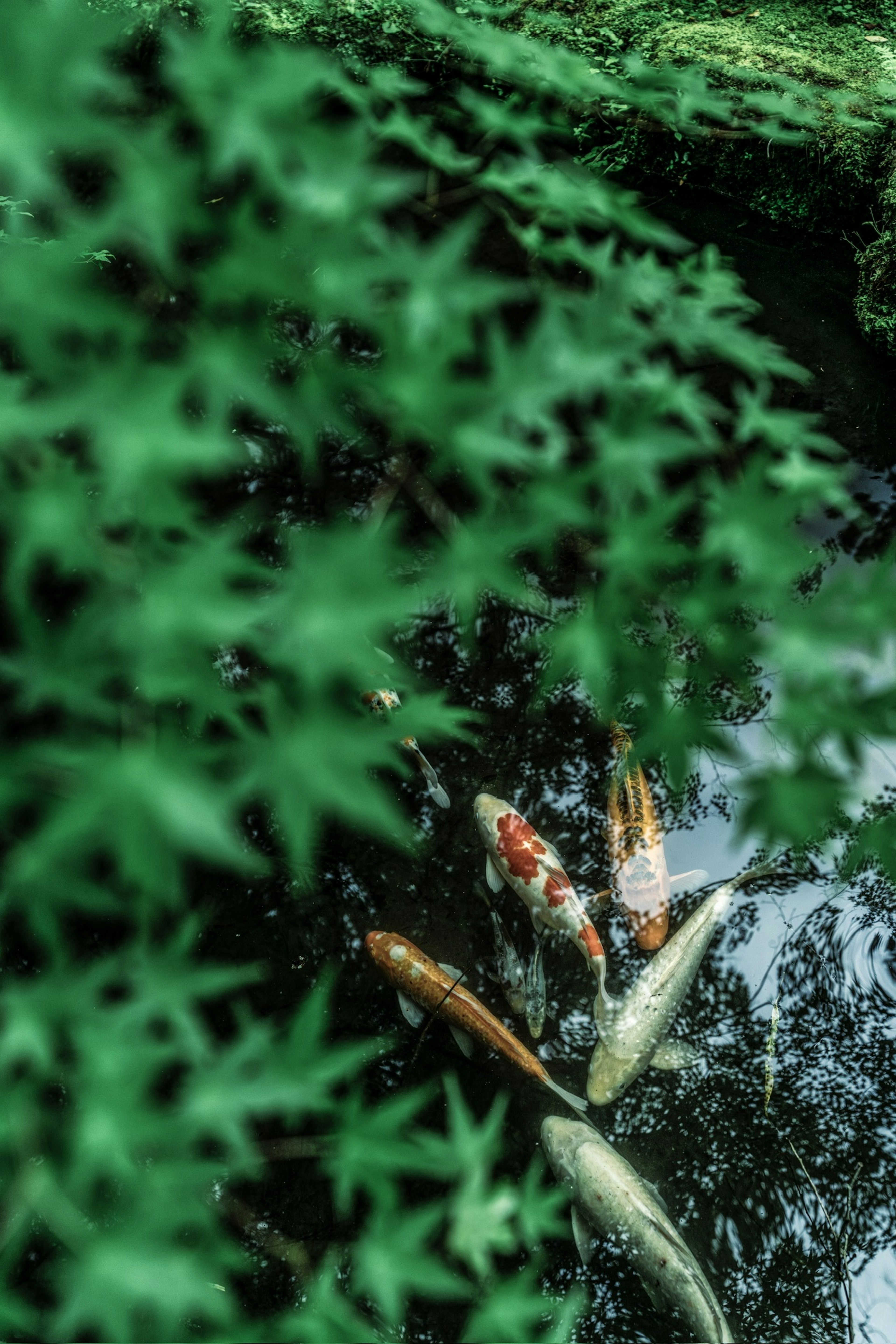 Ikan koi berenang di kolam yang dikelilingi oleh daun hijau