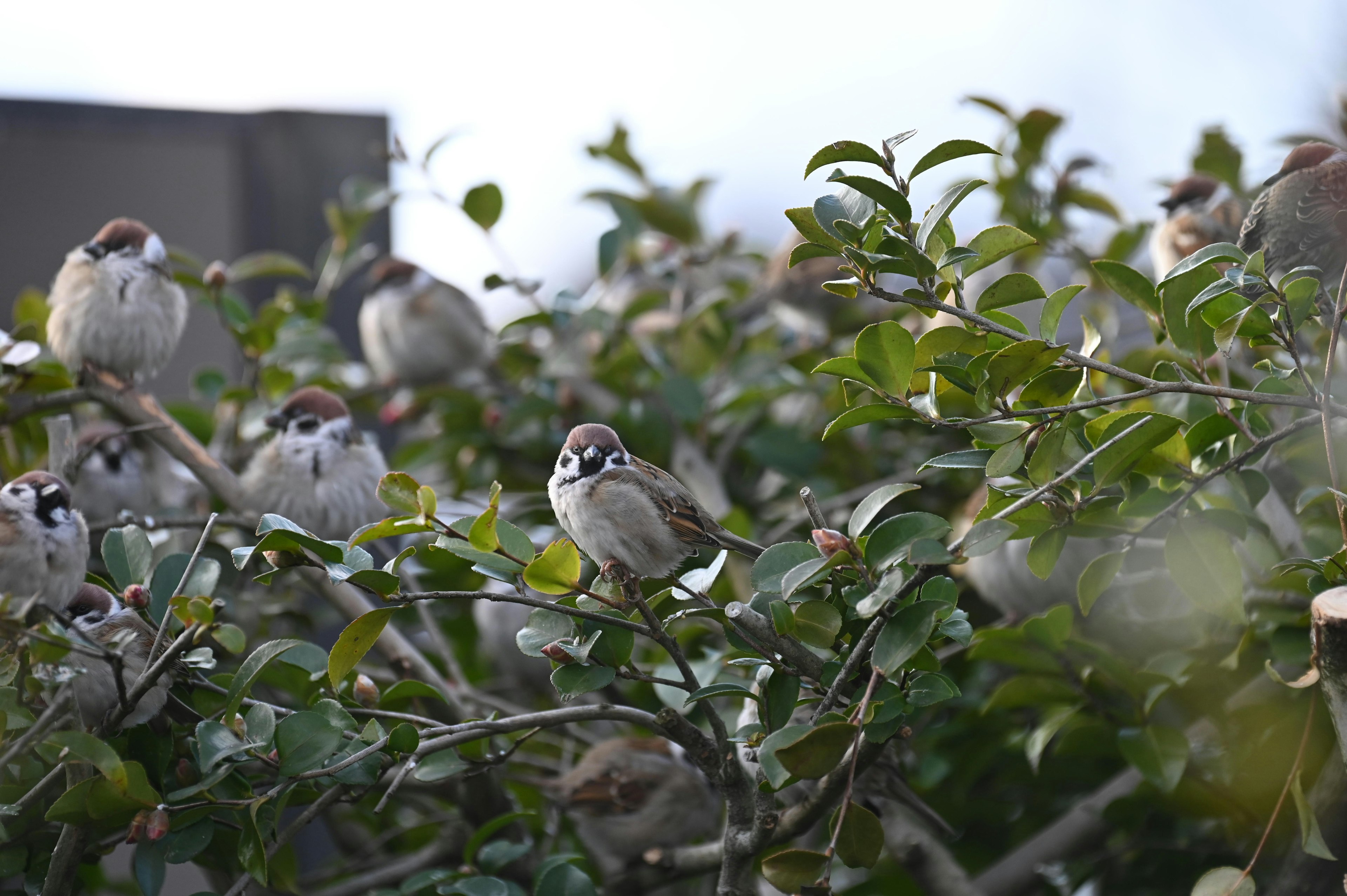 Un grupo de gorriones posados en ramas de árboles