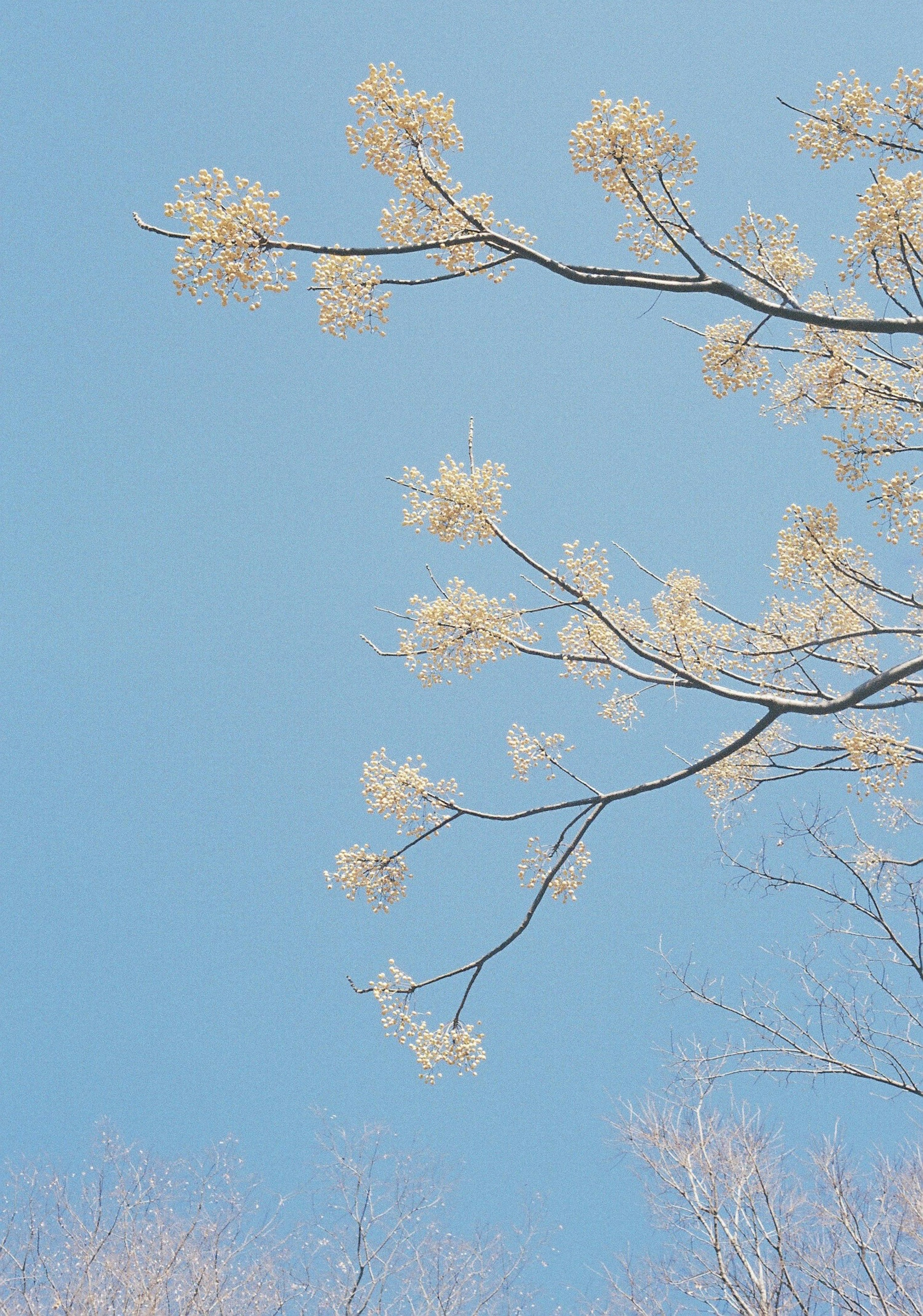 Branche avec des fleurs sur un ciel bleu