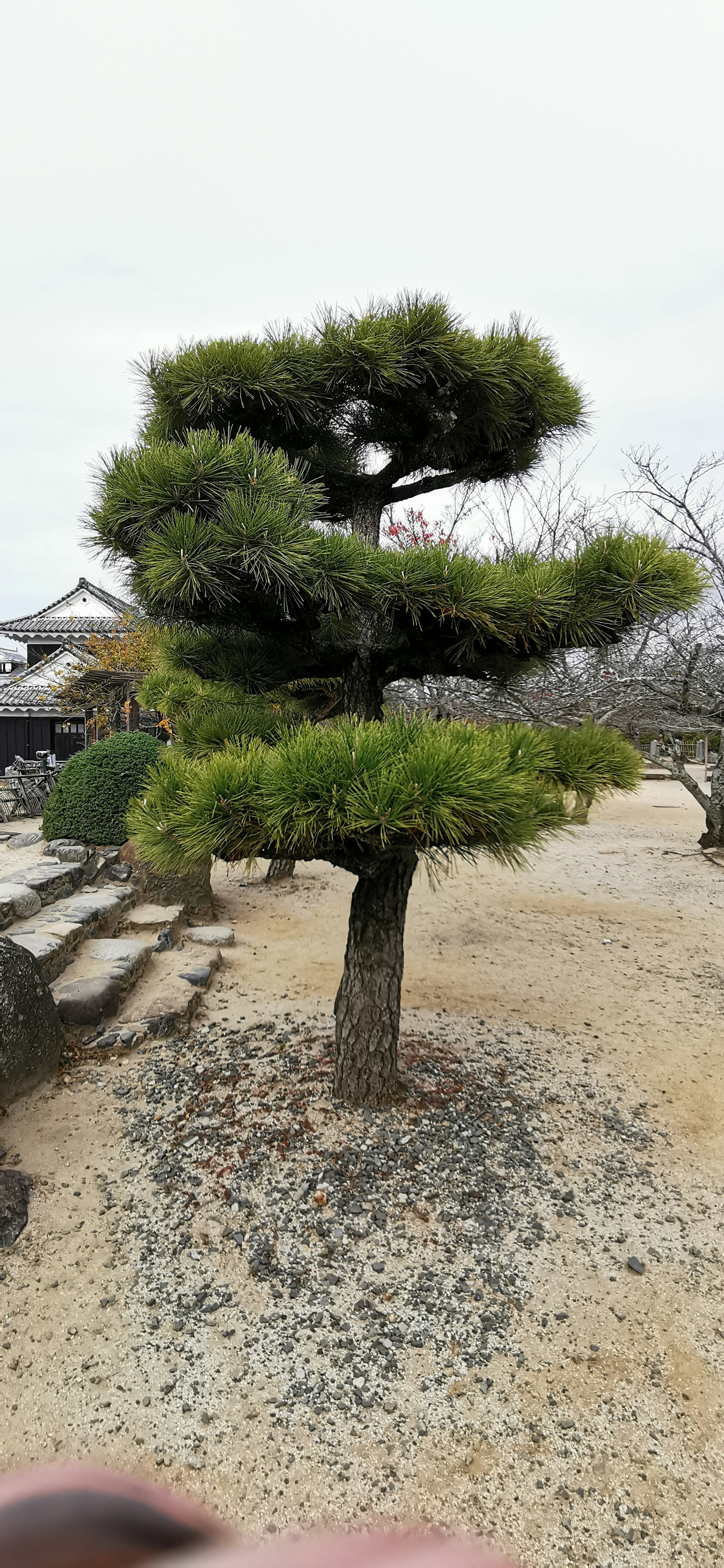 A lush green pine tree in a traditional garden setting