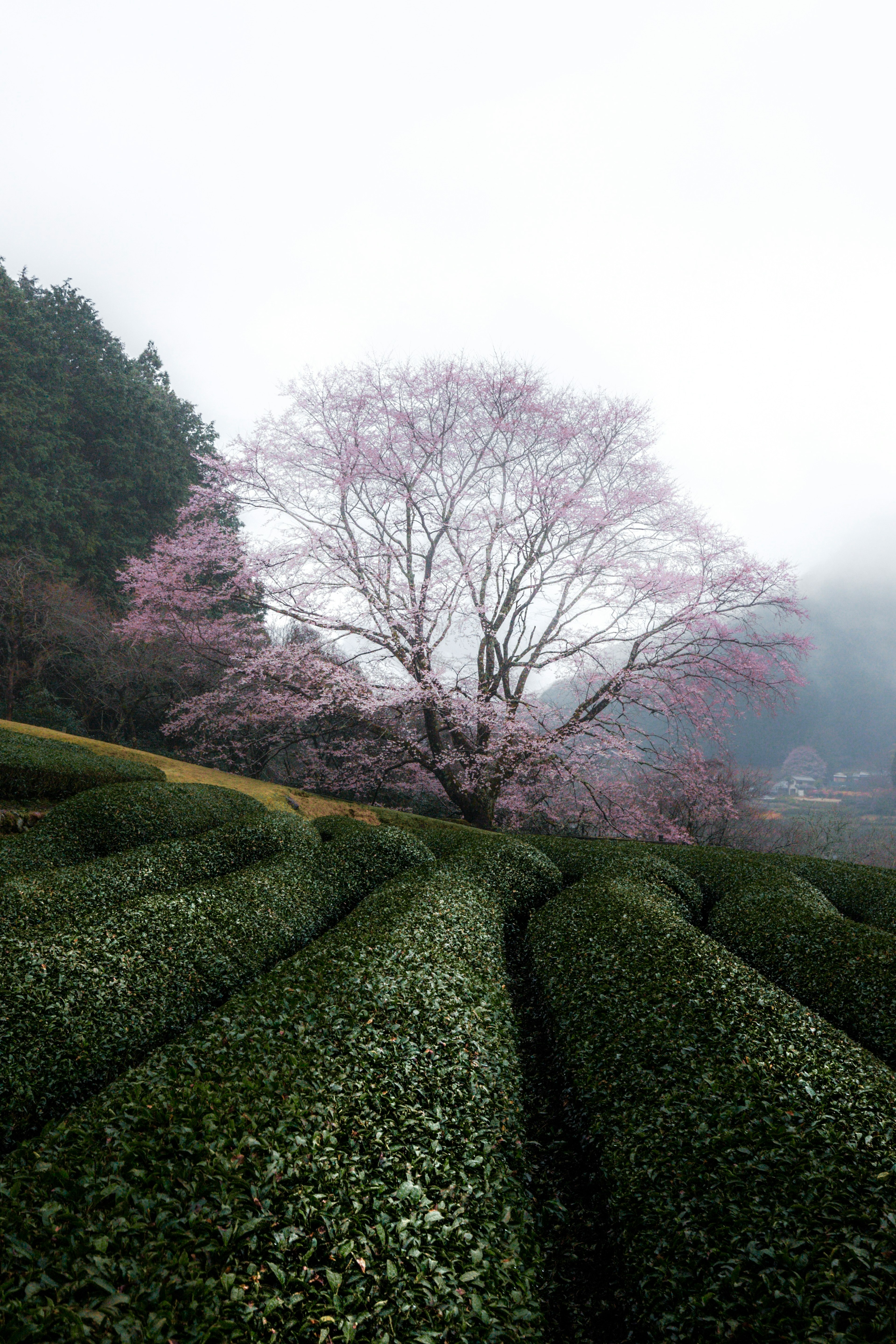 雾中樱花树与绿色茶田