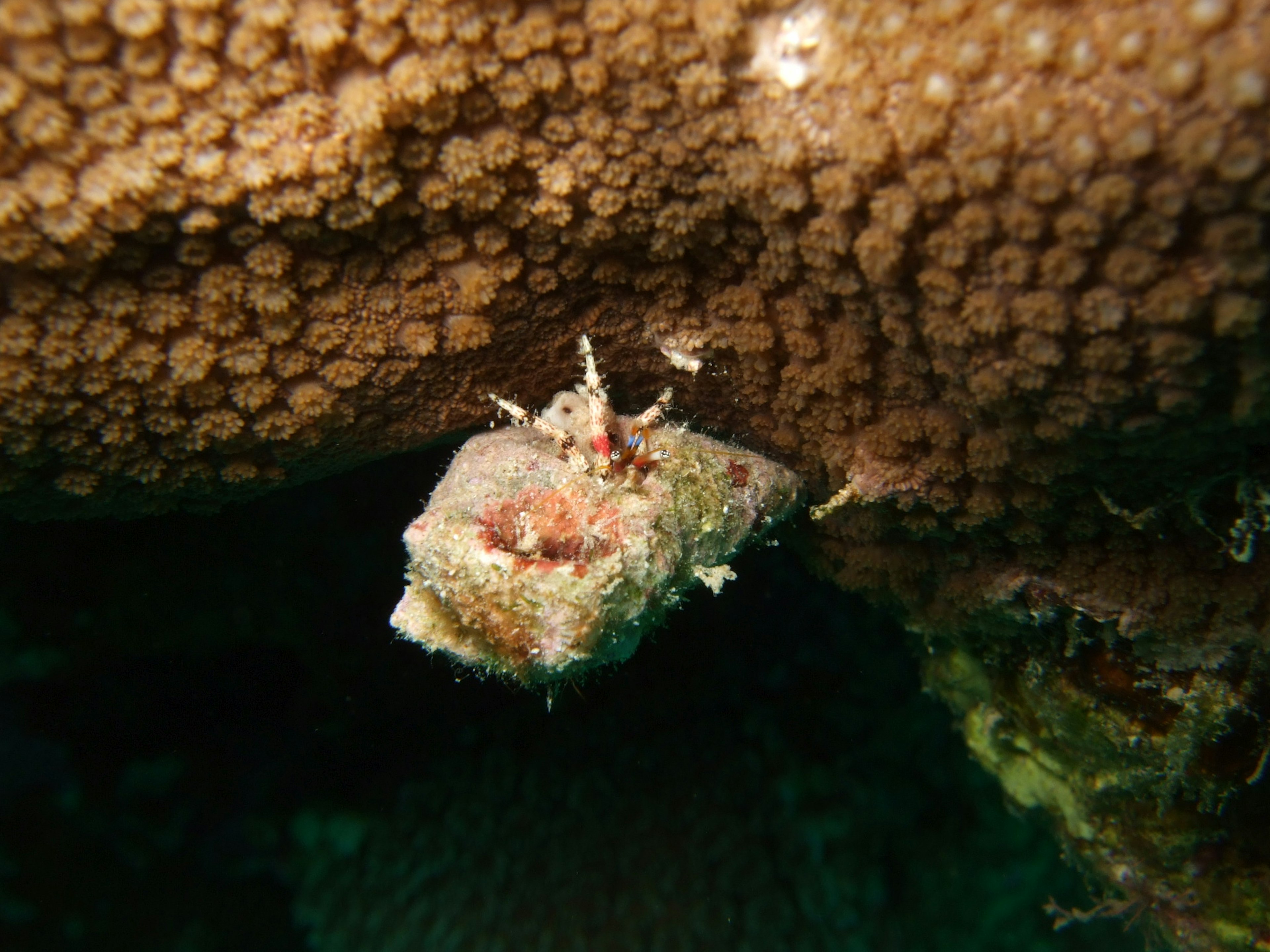 サンゴの下に隠れている小さな海の生物の写真