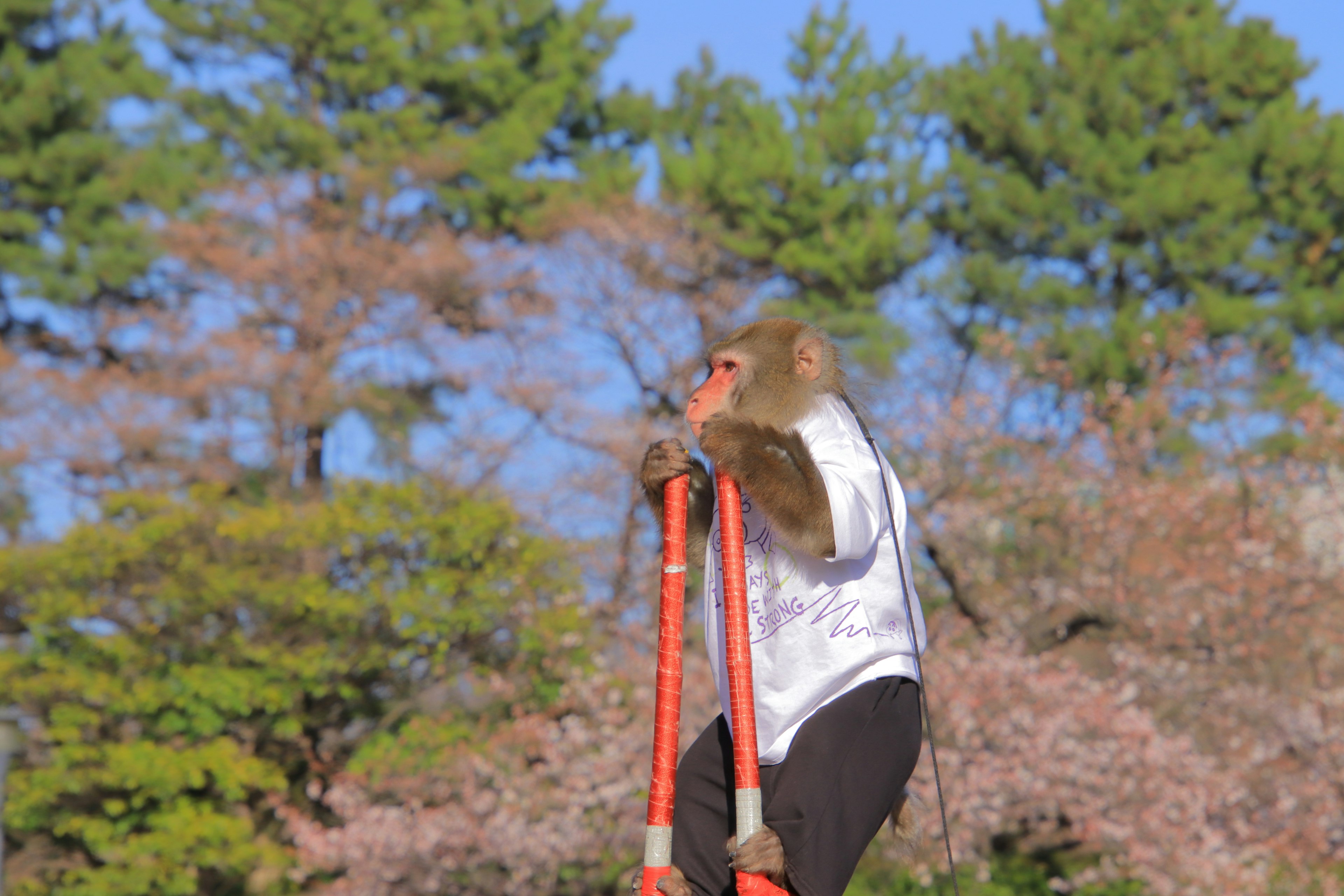 Un singe se tenant debout sur des échasses avec des arbres verts et des cerisiers en fleurs en arrière-plan