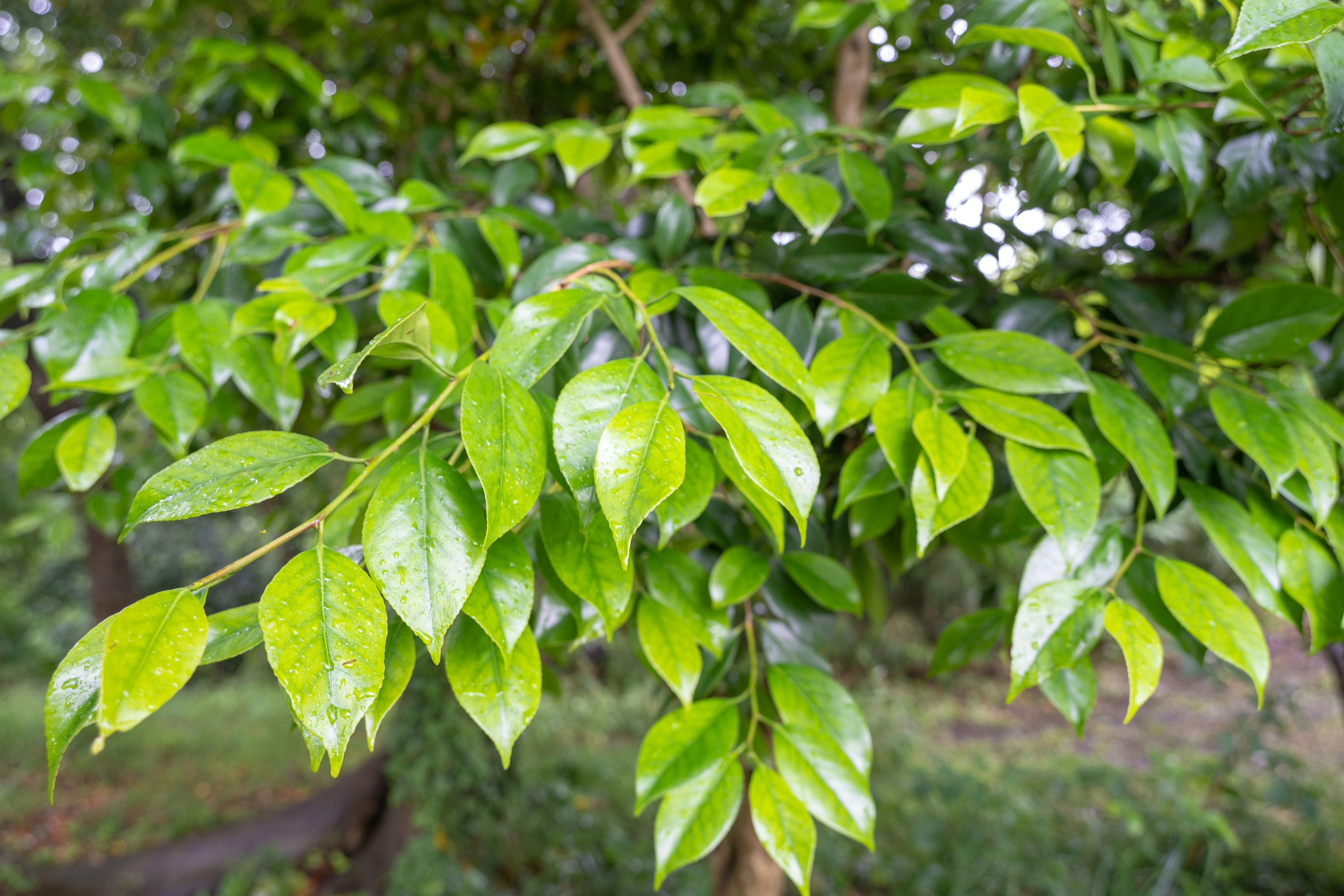 Acercamiento a hojas verdes en una rama de árbol