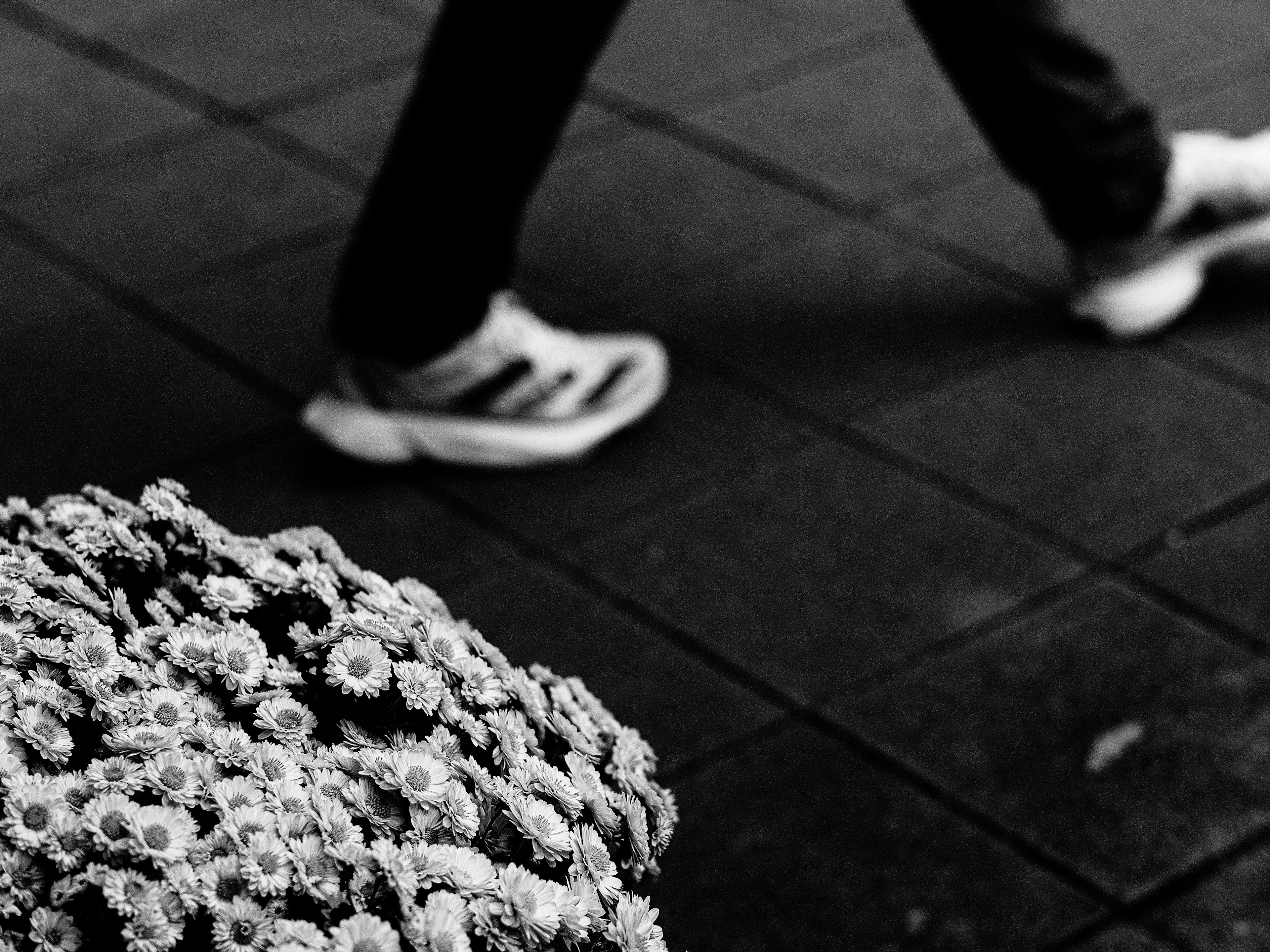 Black and white scene featuring a person walking and a nearby cluster of flowers