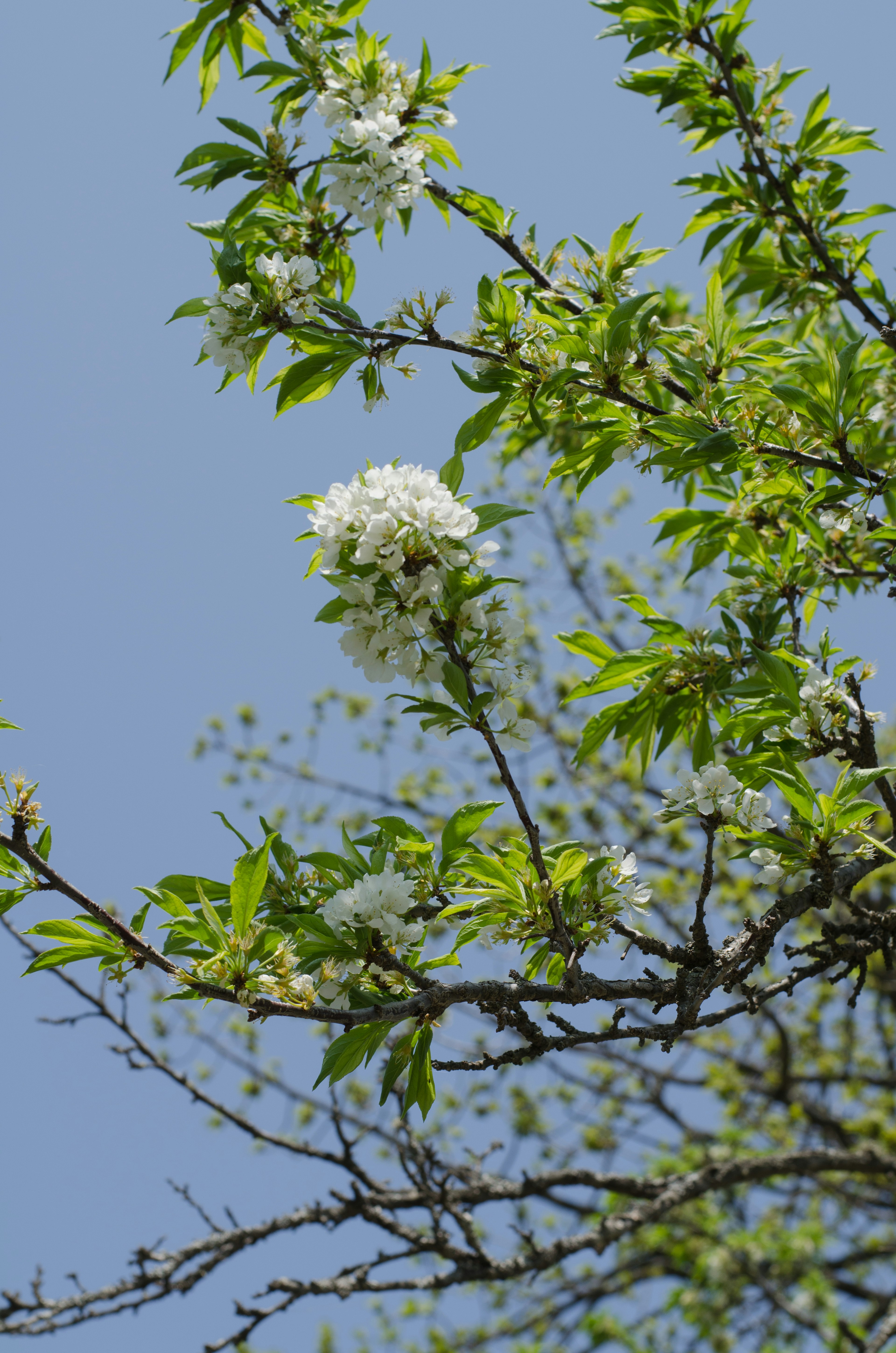 Rama de árbol con flores blancas y hojas verdes contra un cielo azul