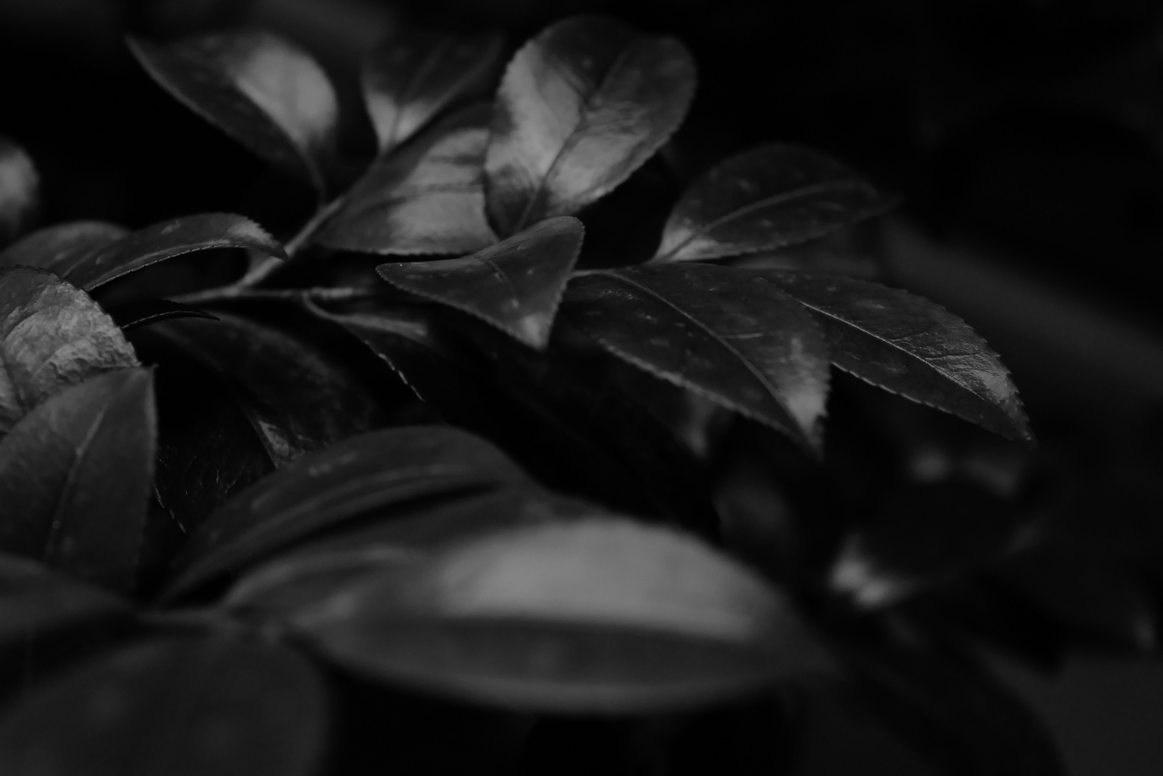 Close-up of dark leaves emphasizing texture