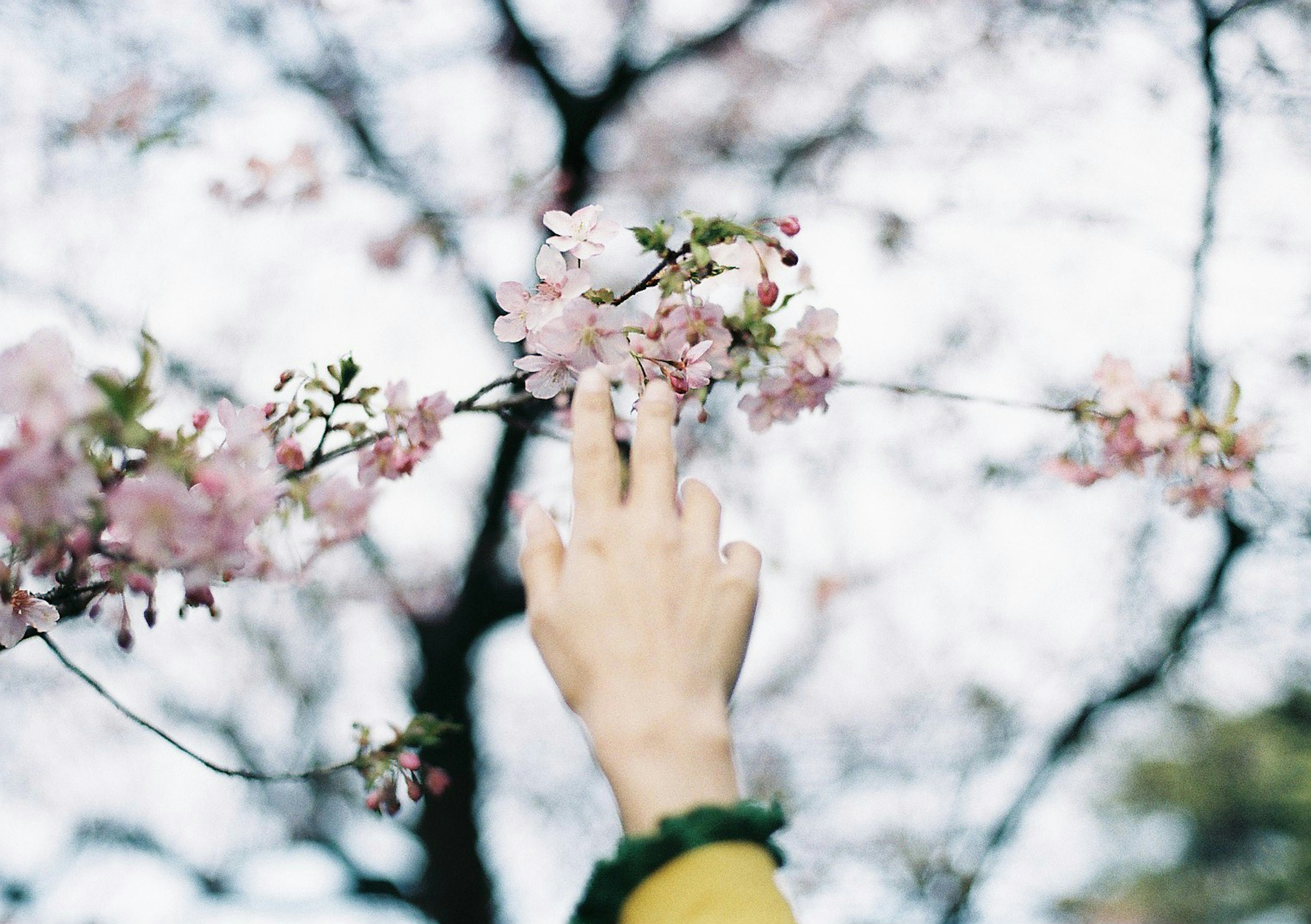 A hand reaching for cherry blossoms