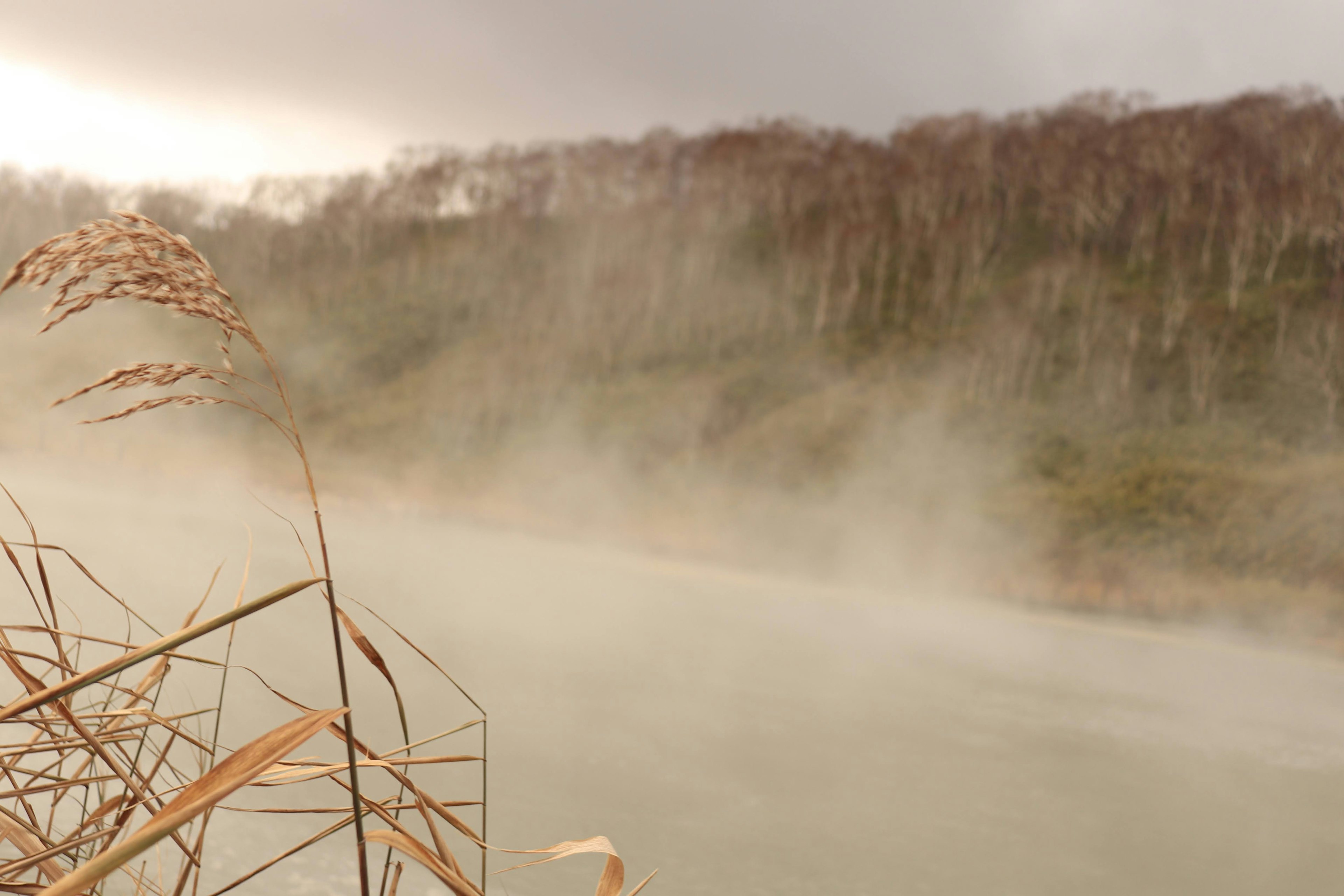 霧の中の川と枯れた草が映る風景