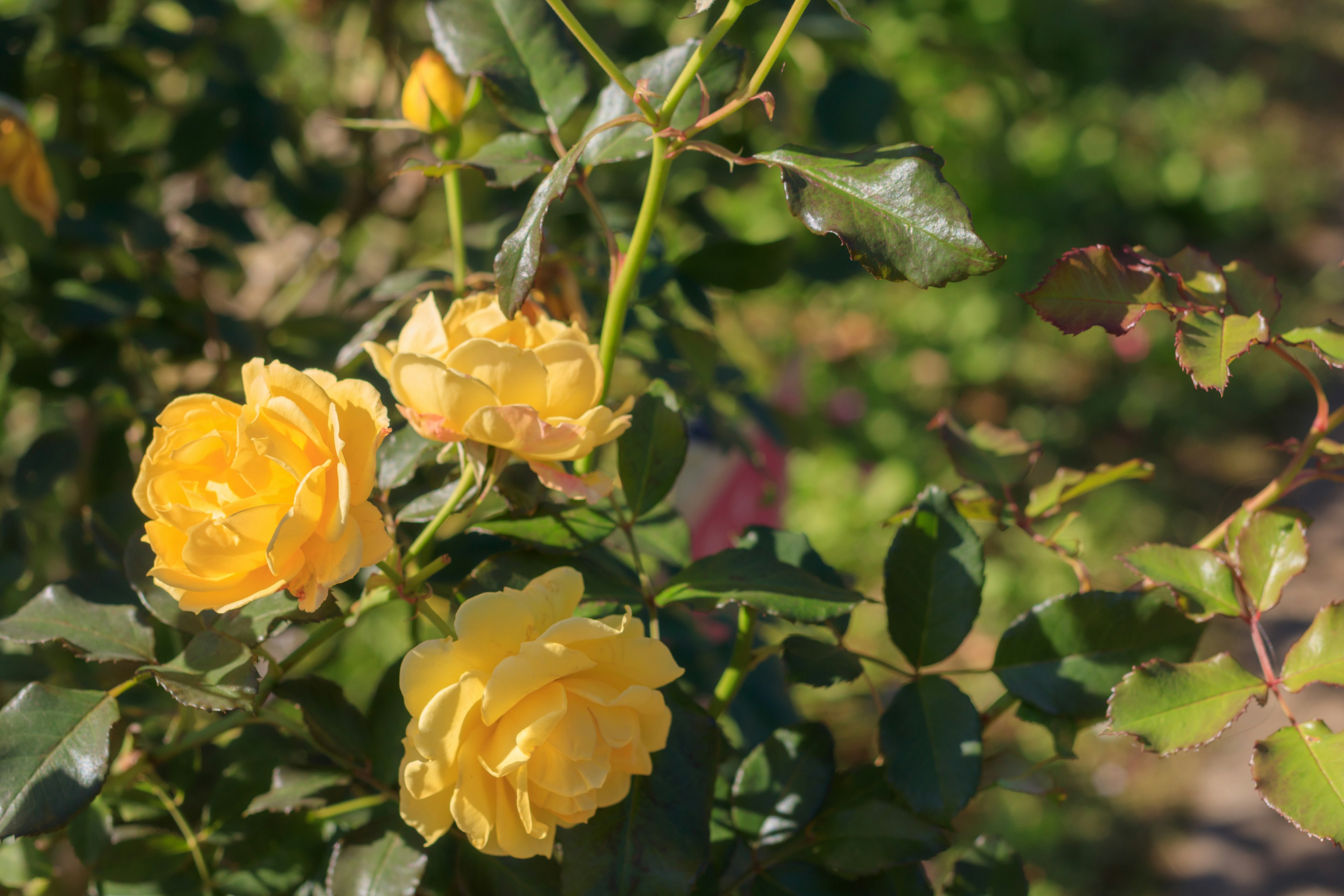 Eine Gartenszene mit blühenden gelben Rosen