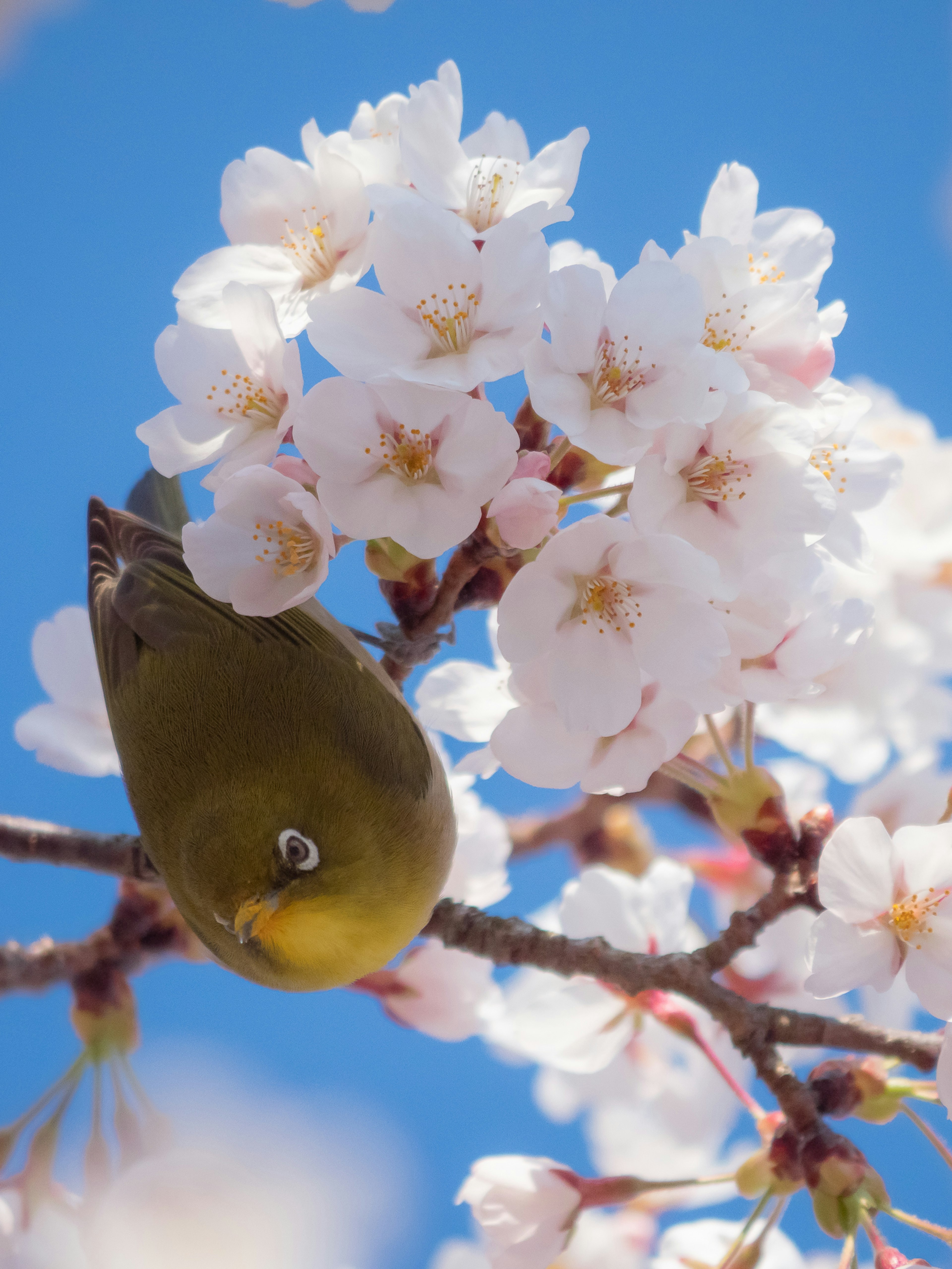 Pájaro verde entre flores de cerezo