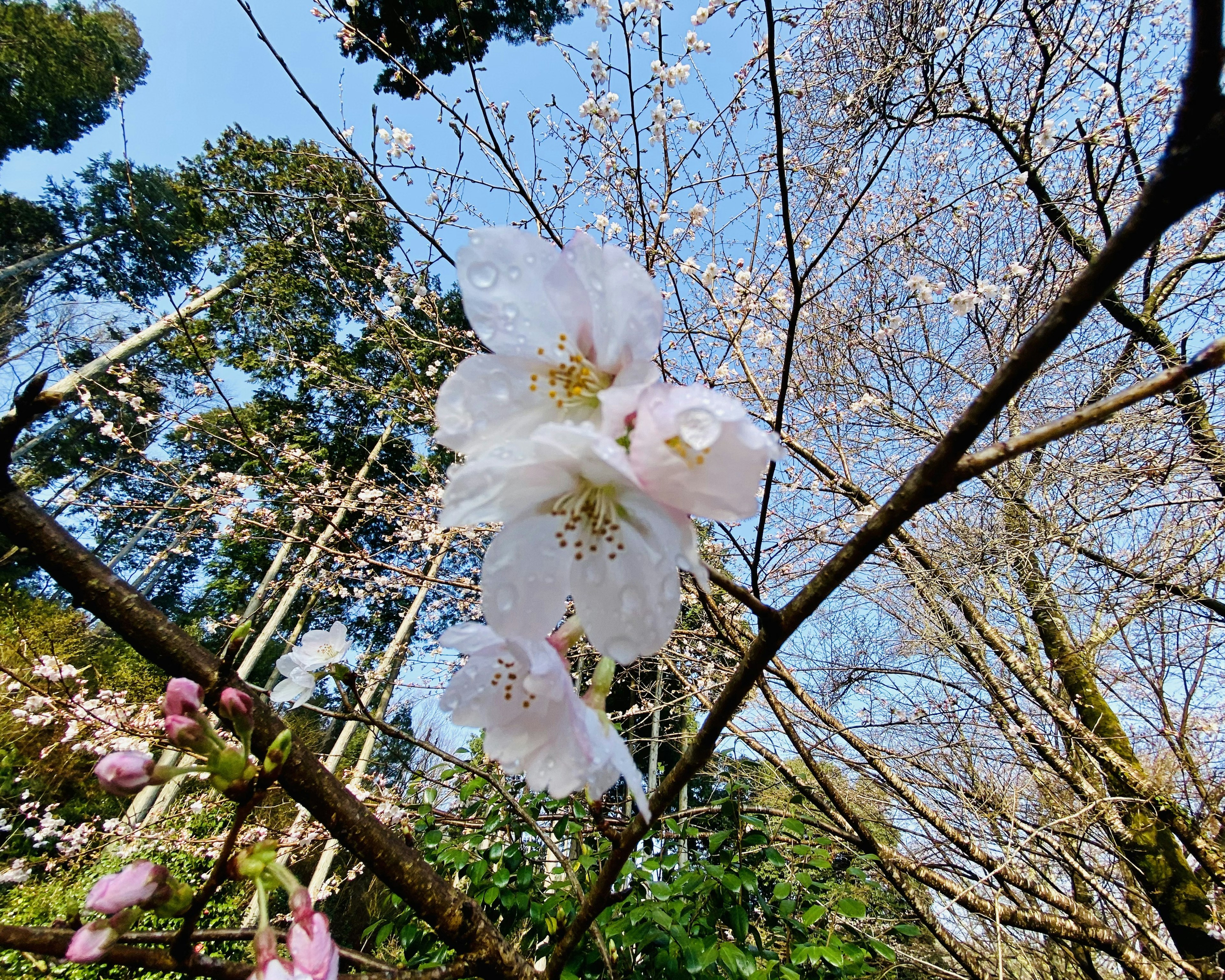 Primo piano di fiori di ciliegio su un ramo con cielo blu chiaro e alberi verdi sullo sfondo