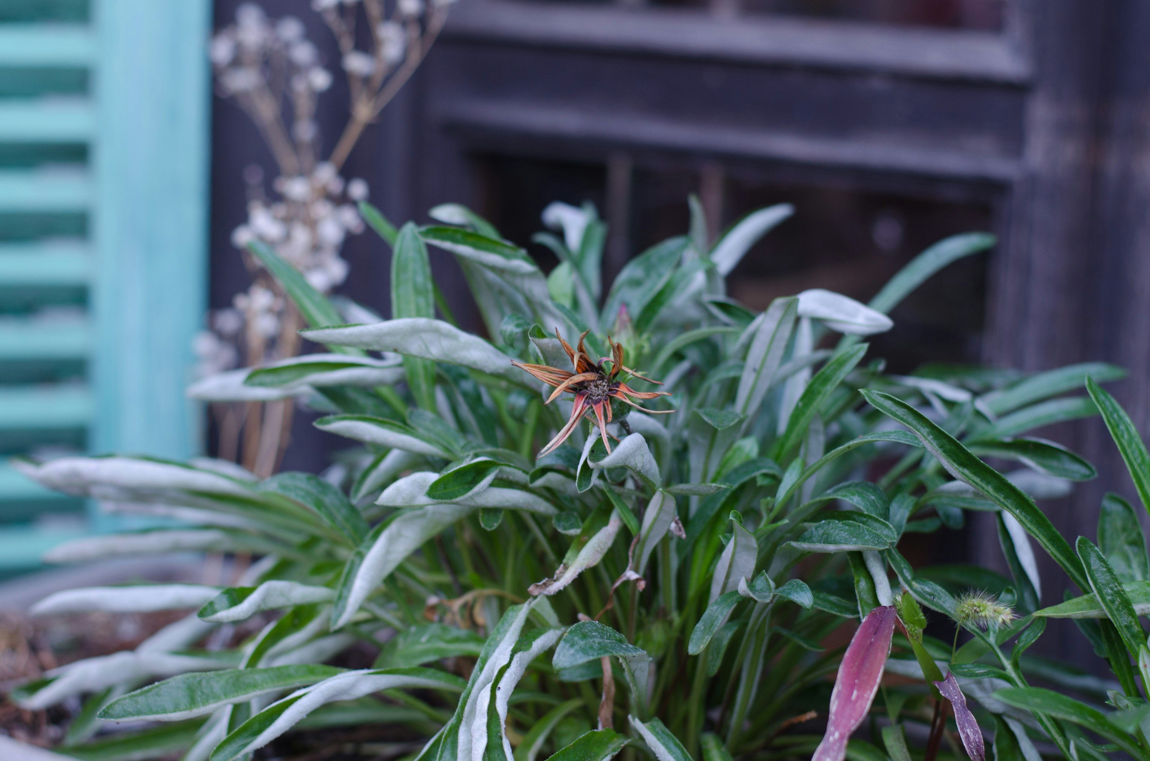 窓の近くにある緑の植物と青いシャッターの背景