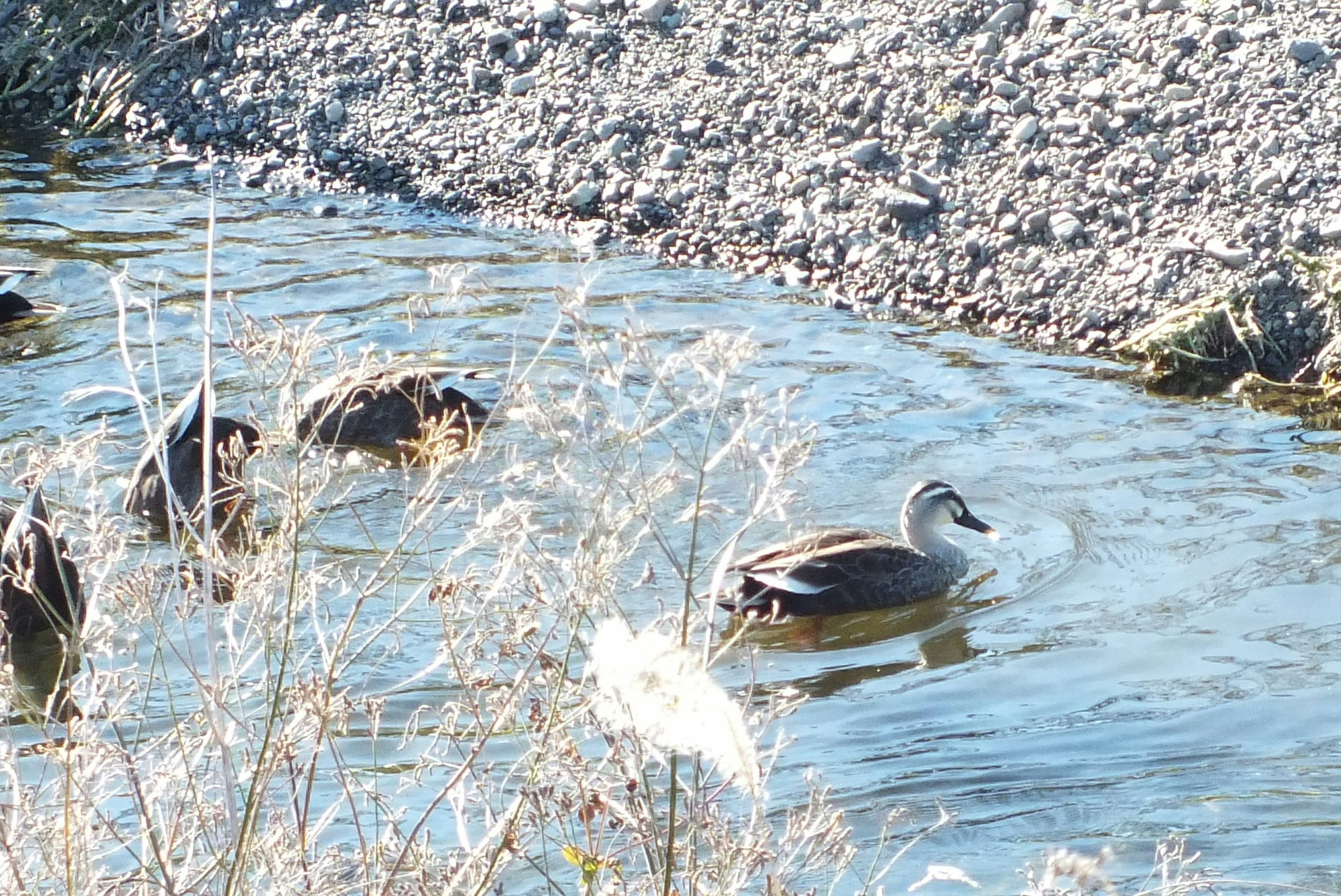 Patos nadando en un arroyo con hierba alrededor