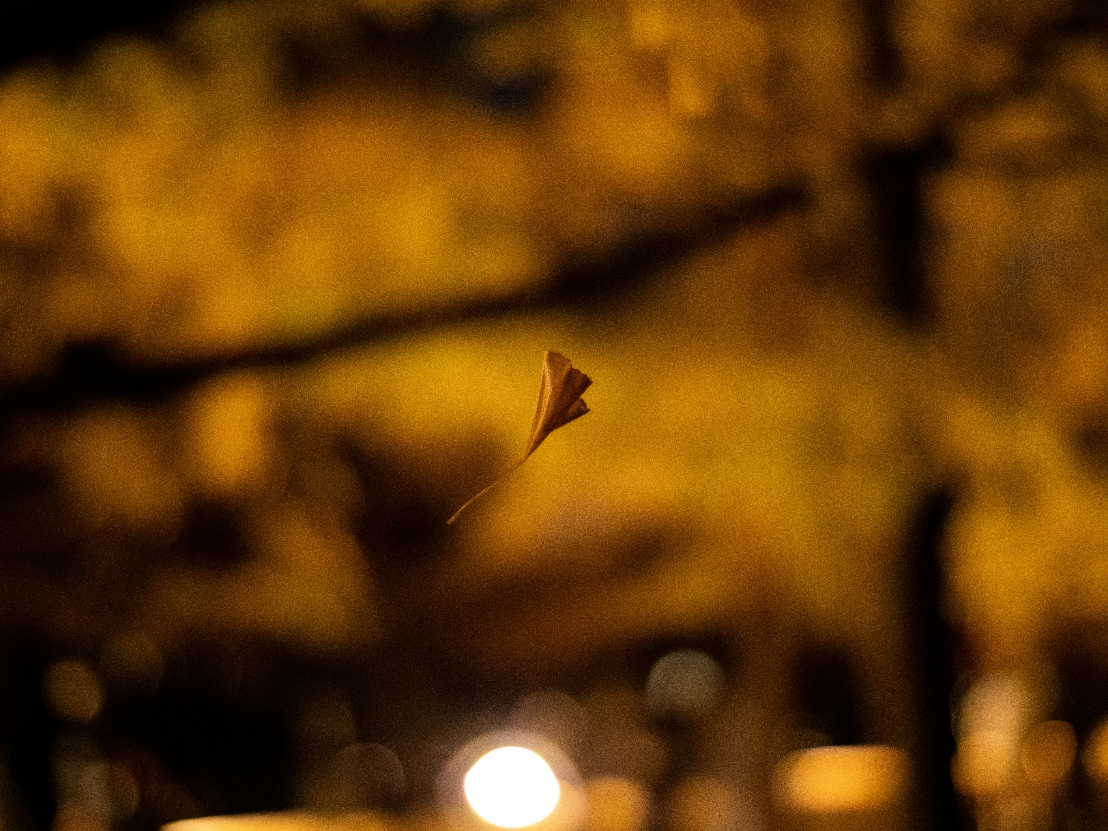 夜の公園に浮かぶイチョウの葉と背景のぼんやりとした黄色の光