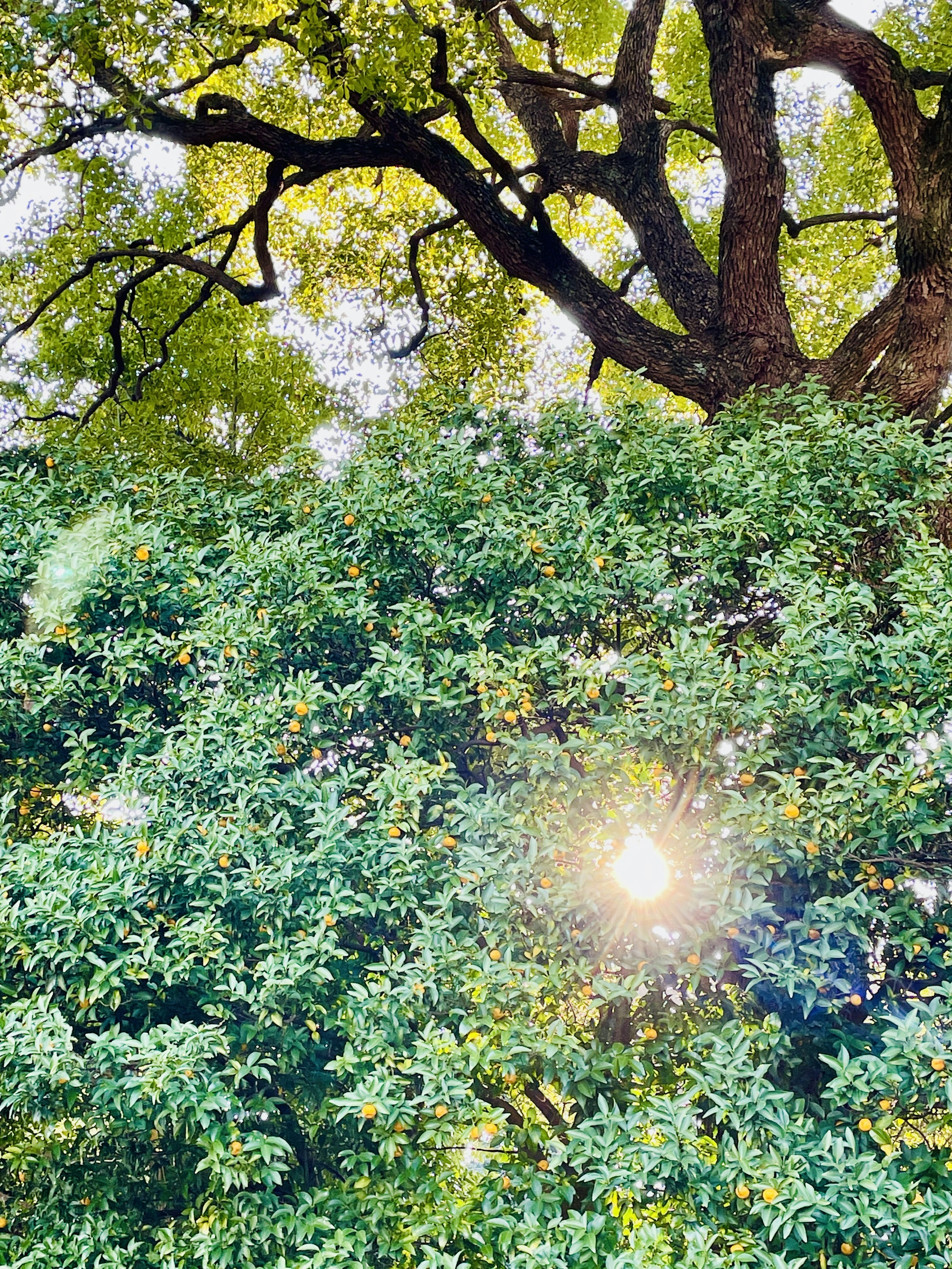 Sunlight filtering through lush green foliage