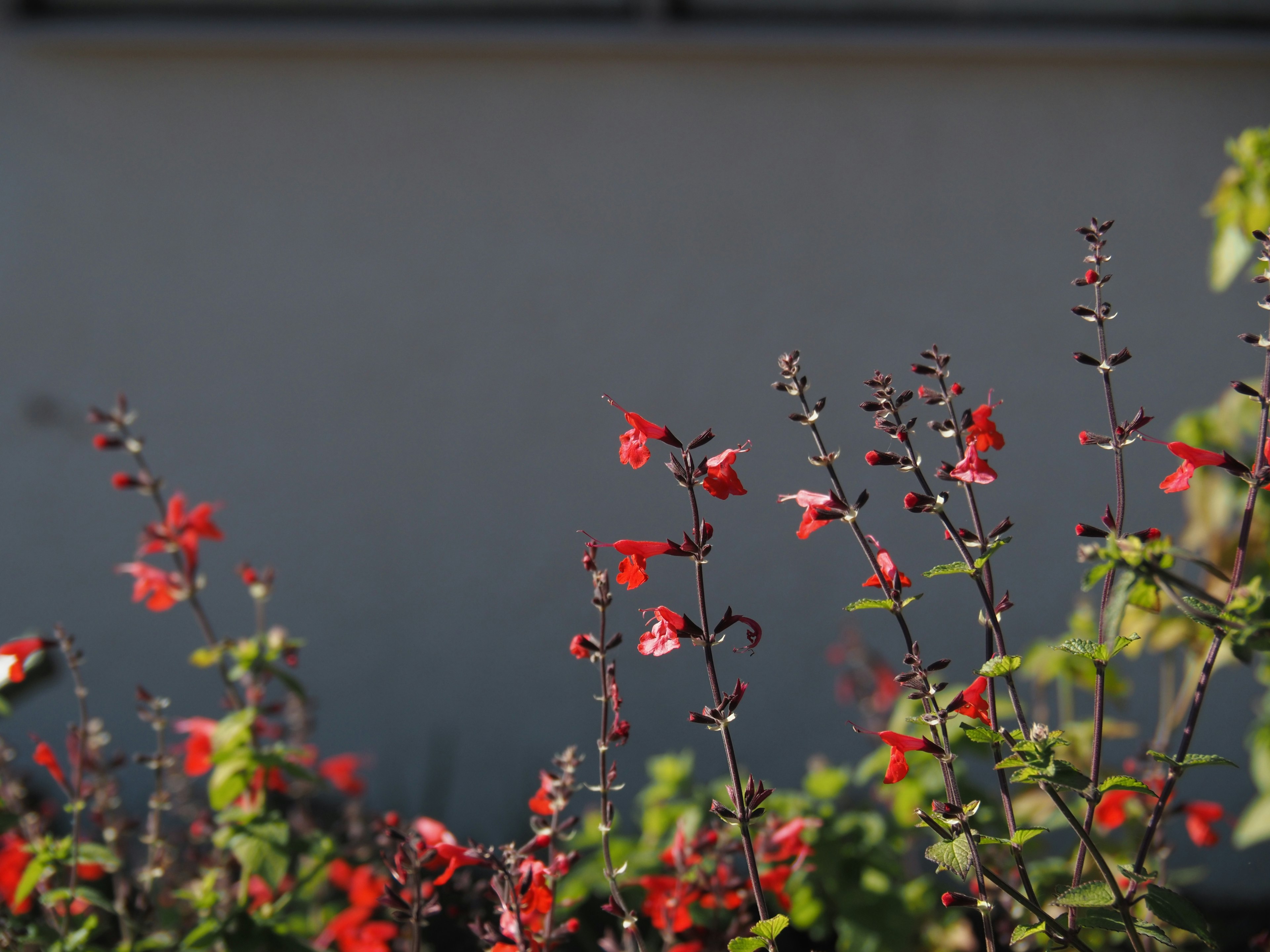 Groupe de fleurs rouges avec des feuilles vertes contre un mur blanc