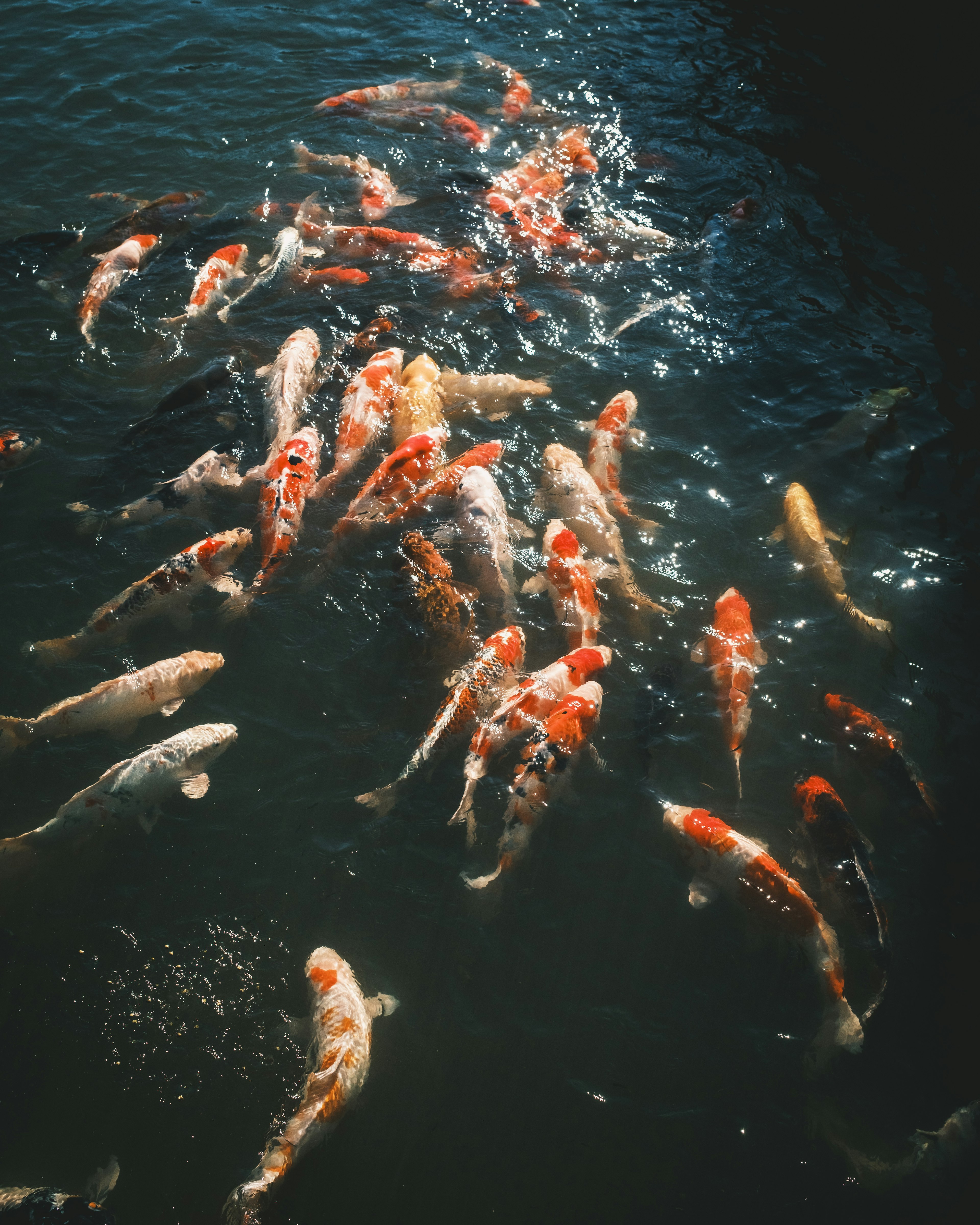 Colorful koi fish swimming on the water surface