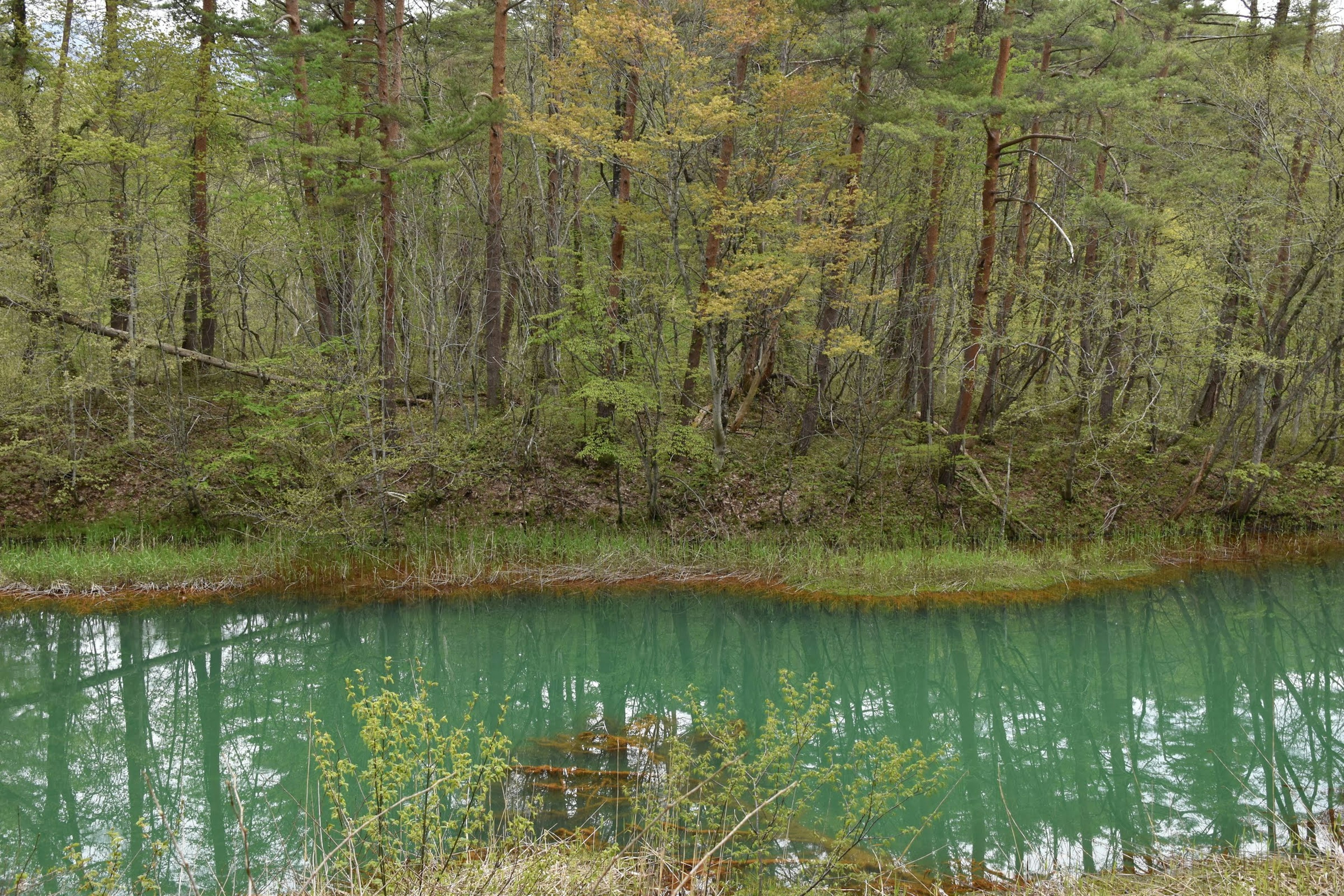 Vista escénica de un río turquesa rodeado de árboles