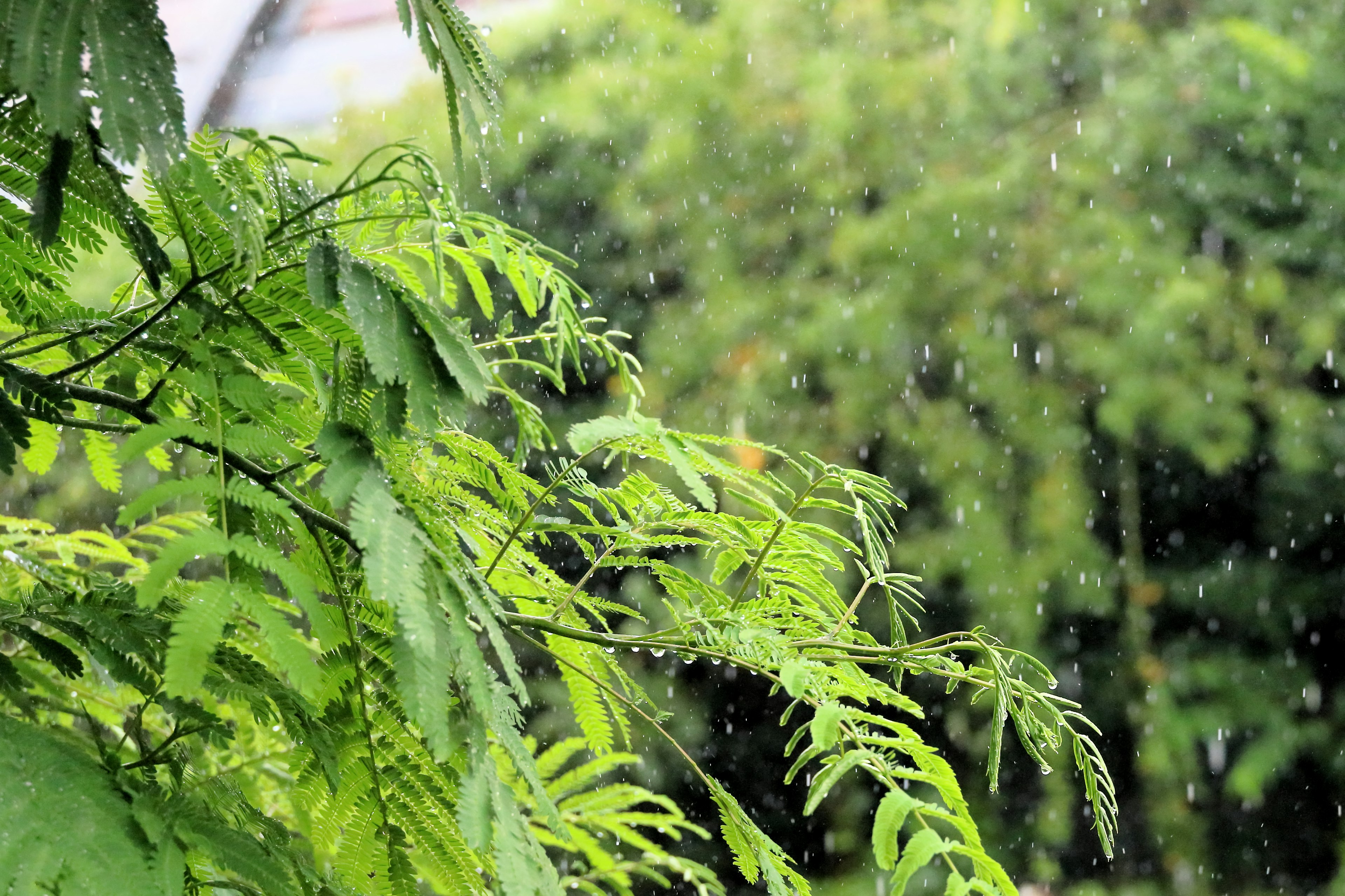 Gros plan de feuilles vertes sous la pluie avec un arrière-plan vert flou