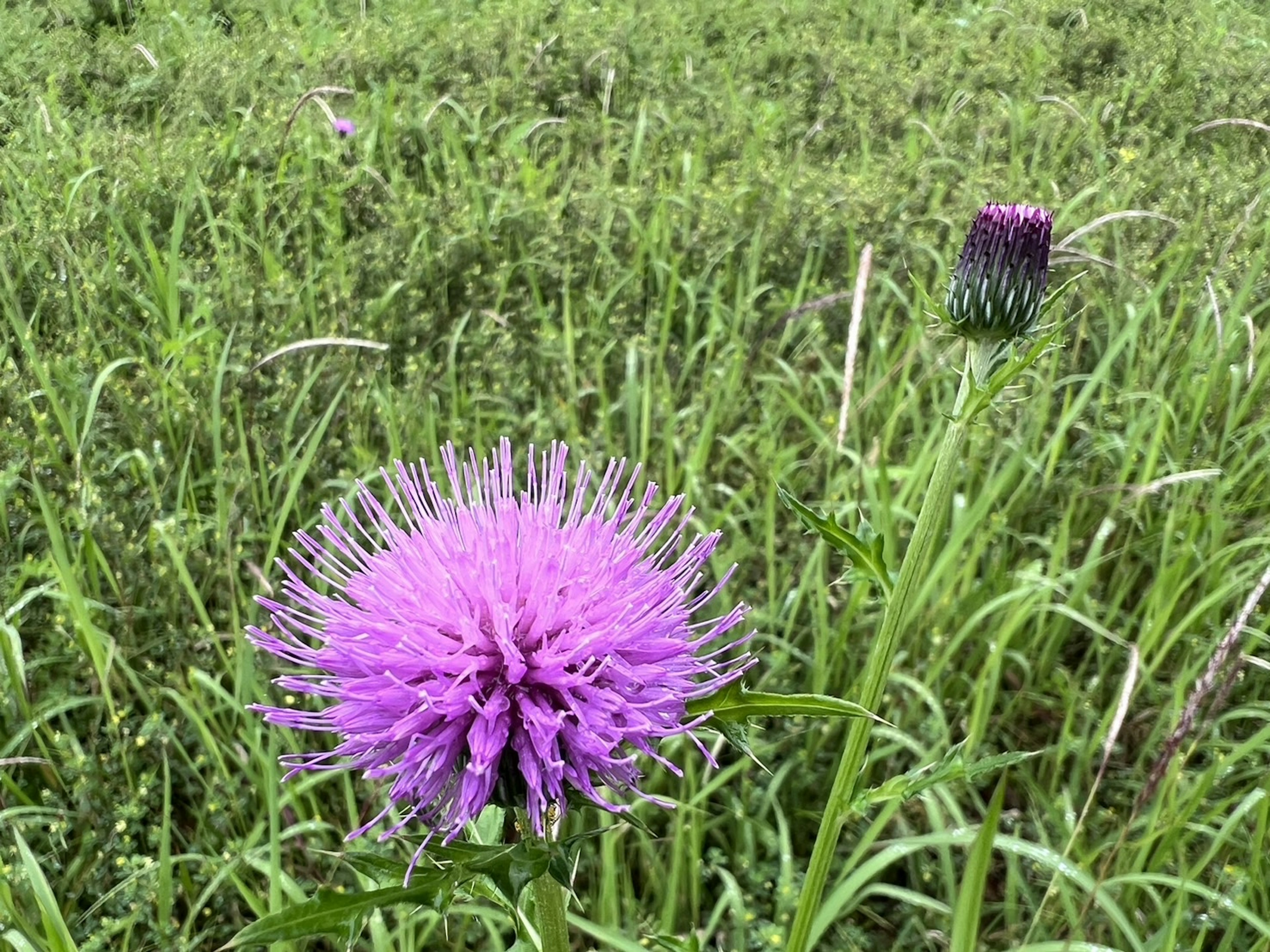 Gran flor morada y botón en un prado verde