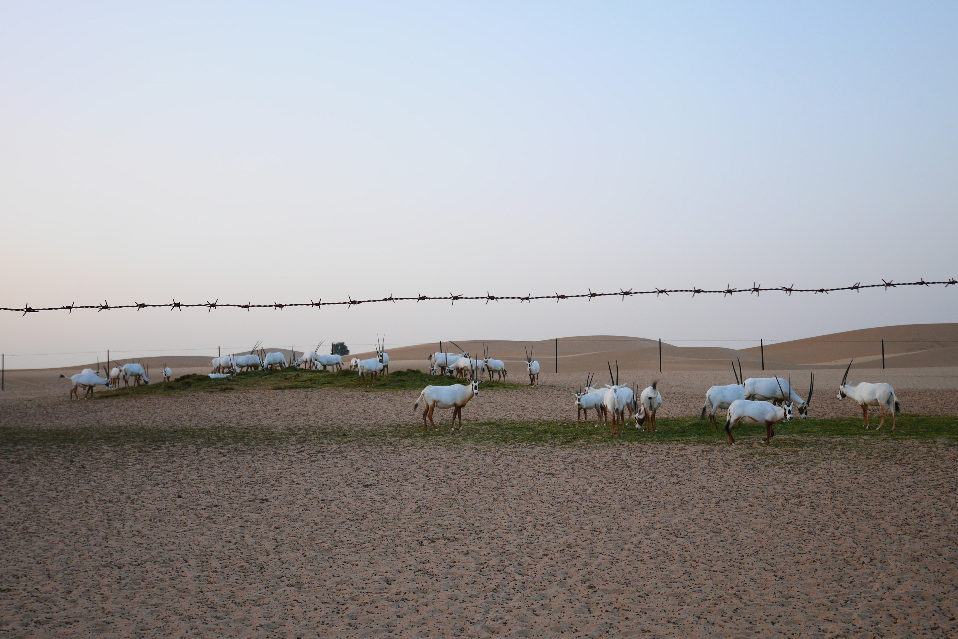 Cows grazing in a desert landscape with white vehicles