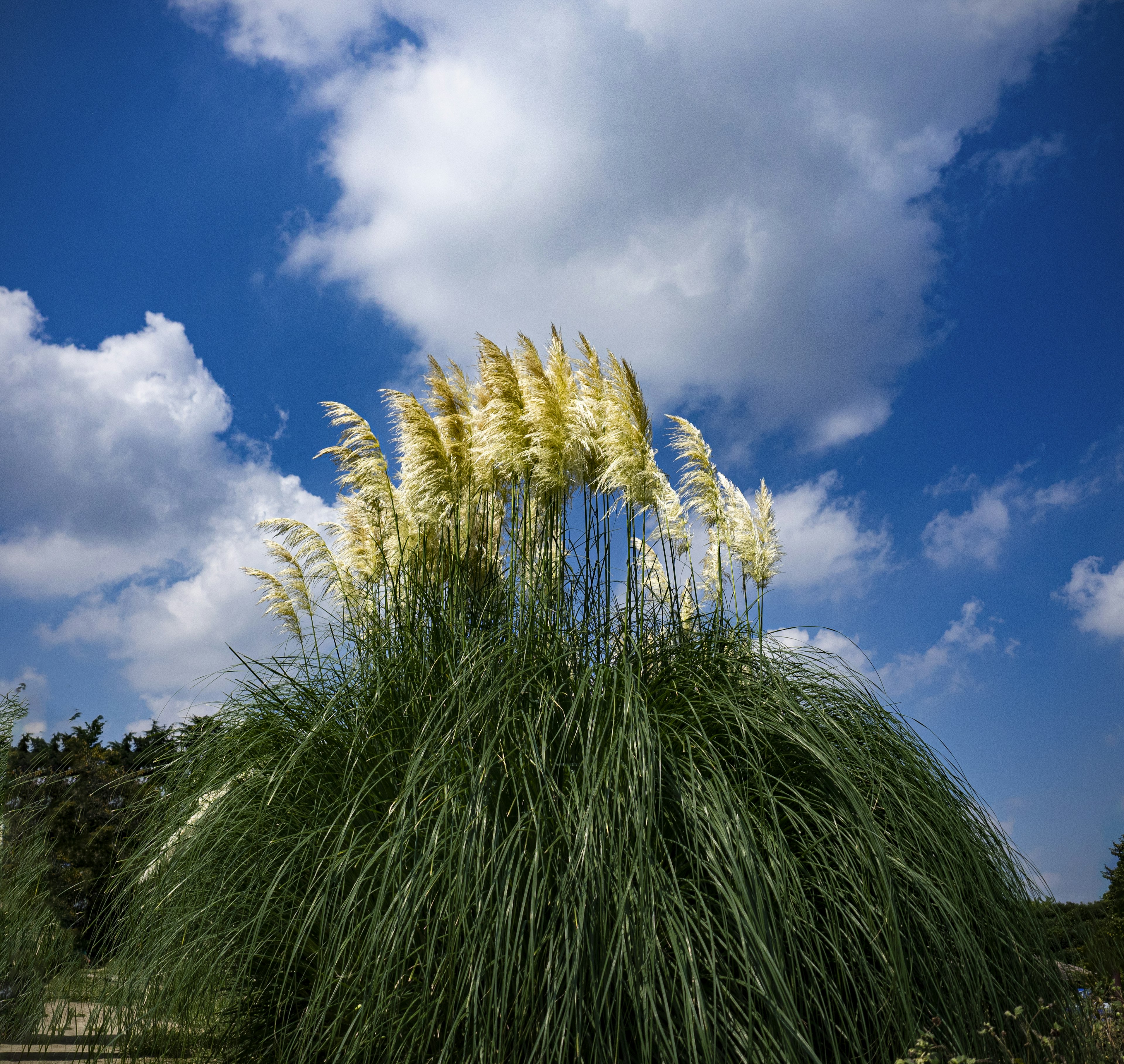 Rumput pampas putih berbulu bergoyang di bawah langit biru