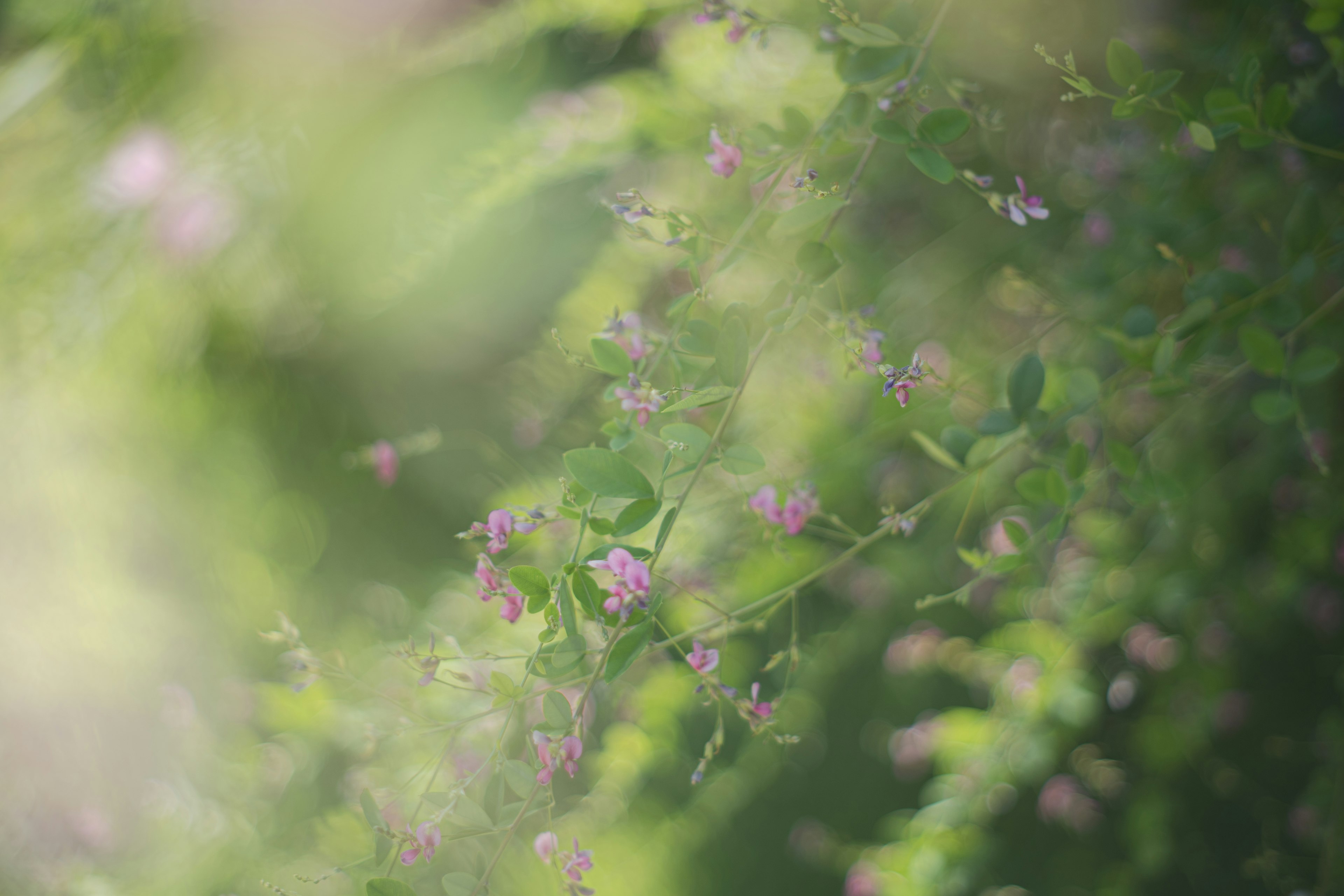 Weicher Fokus auf kleinen rosa Blumen, umgeben von grünen Blättern