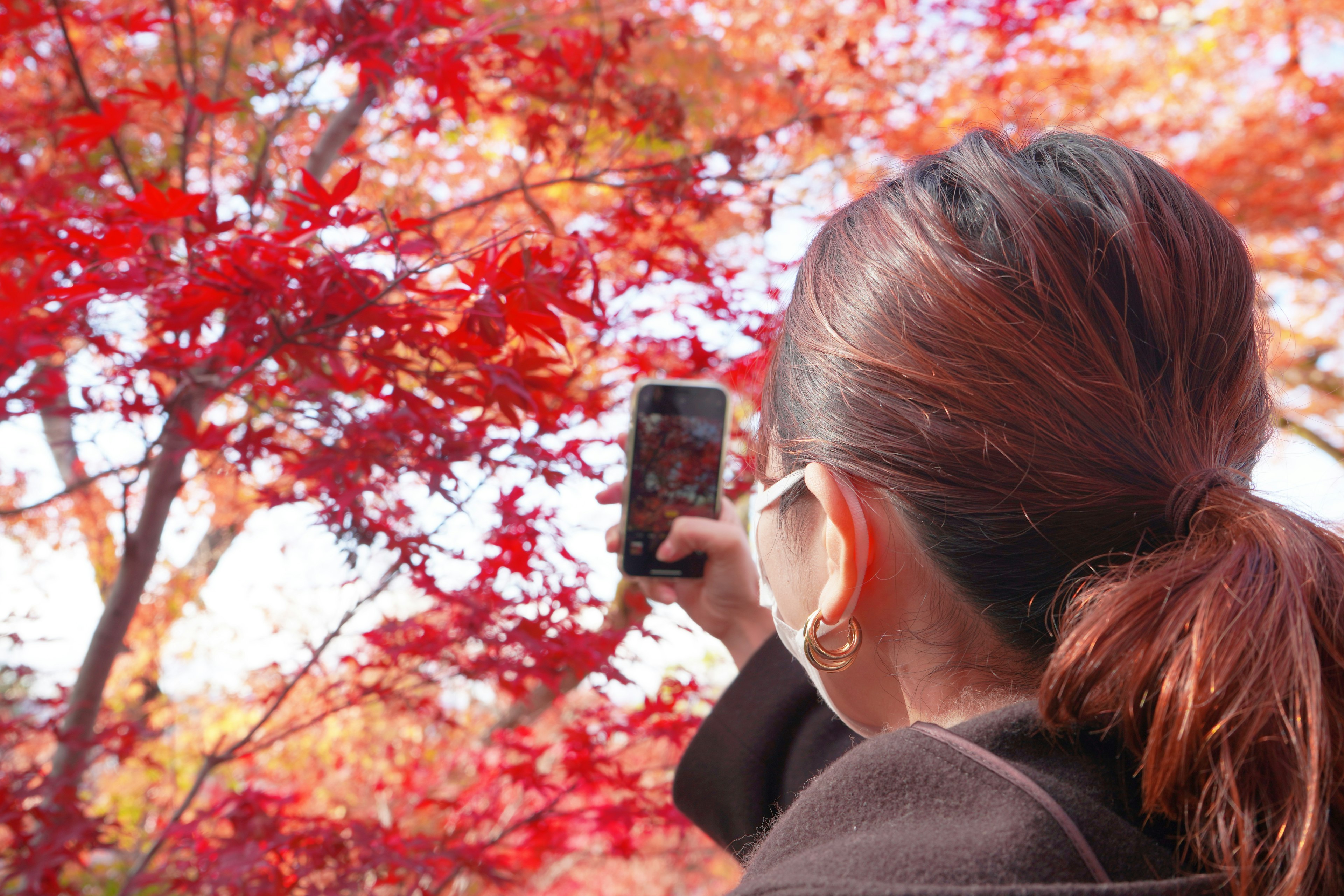 ผู้หญิงกำลังถ่ายภาพด้วยสมาร์ทโฟนที่มีใบไม้ฤดูใบไม้ร่วงสีแดงสดเป็นพื้นหลัง