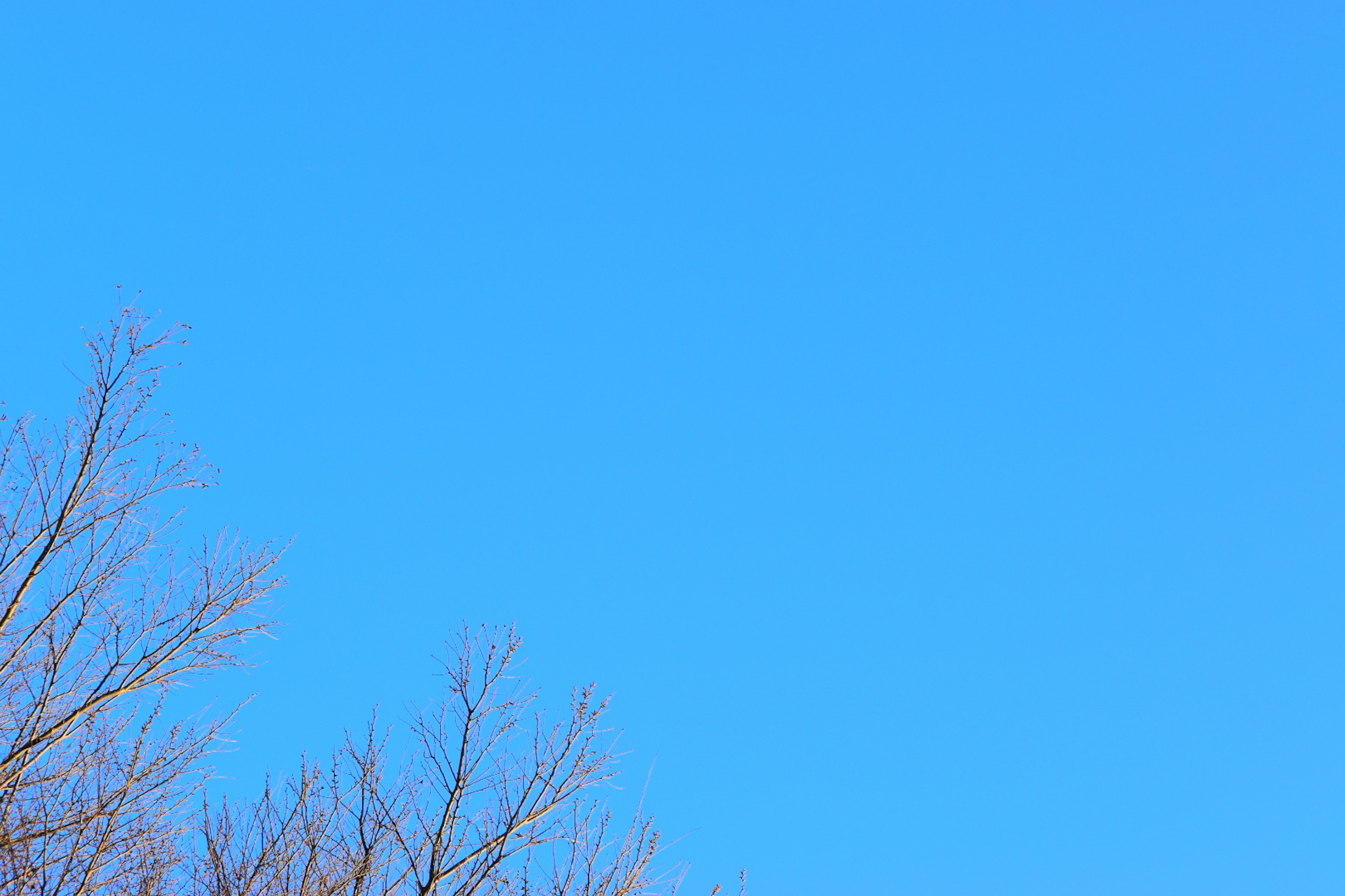 A clear blue sky with bare trees in the foreground