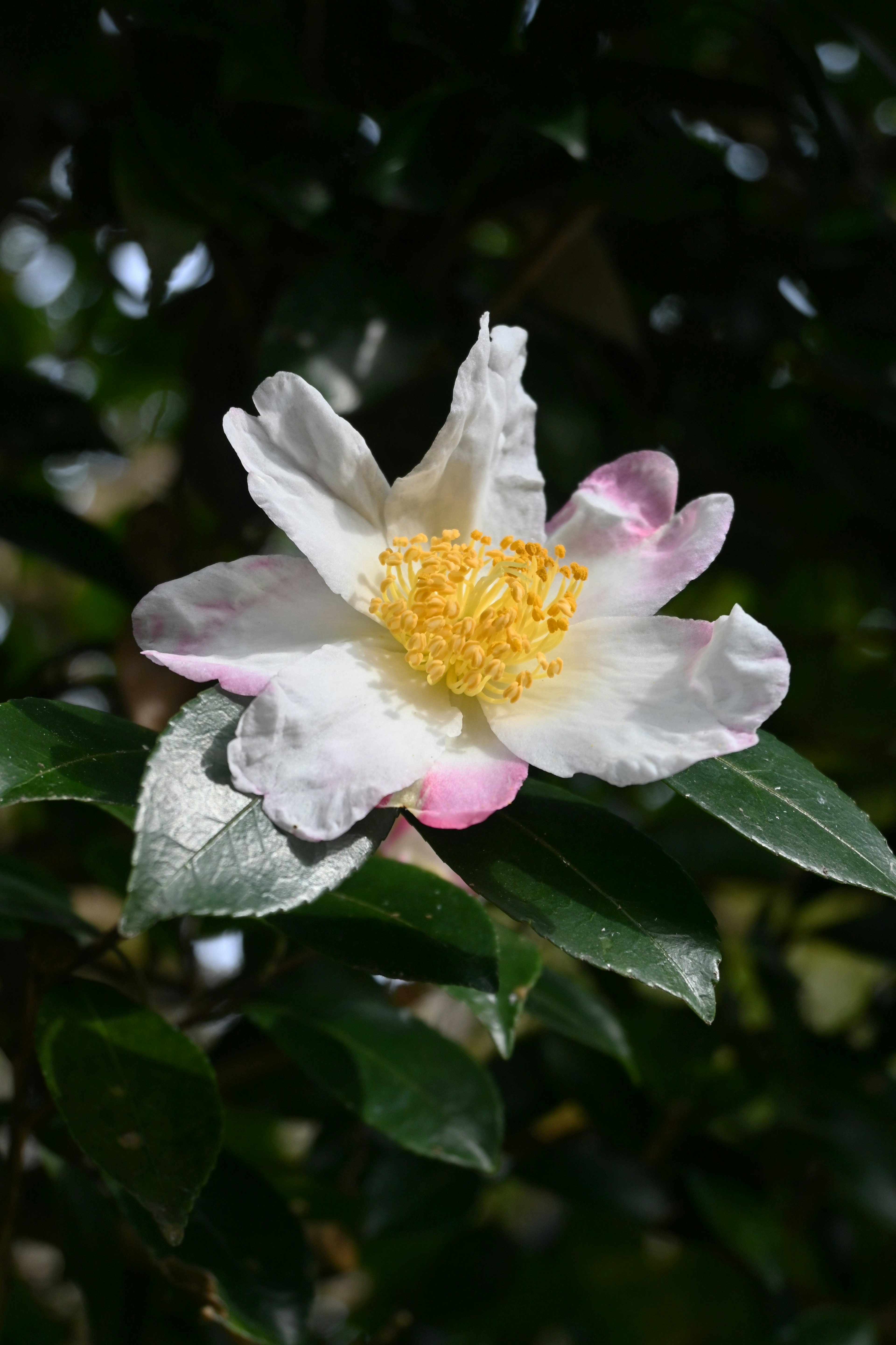 Camellia flower with white petals and a yellow center