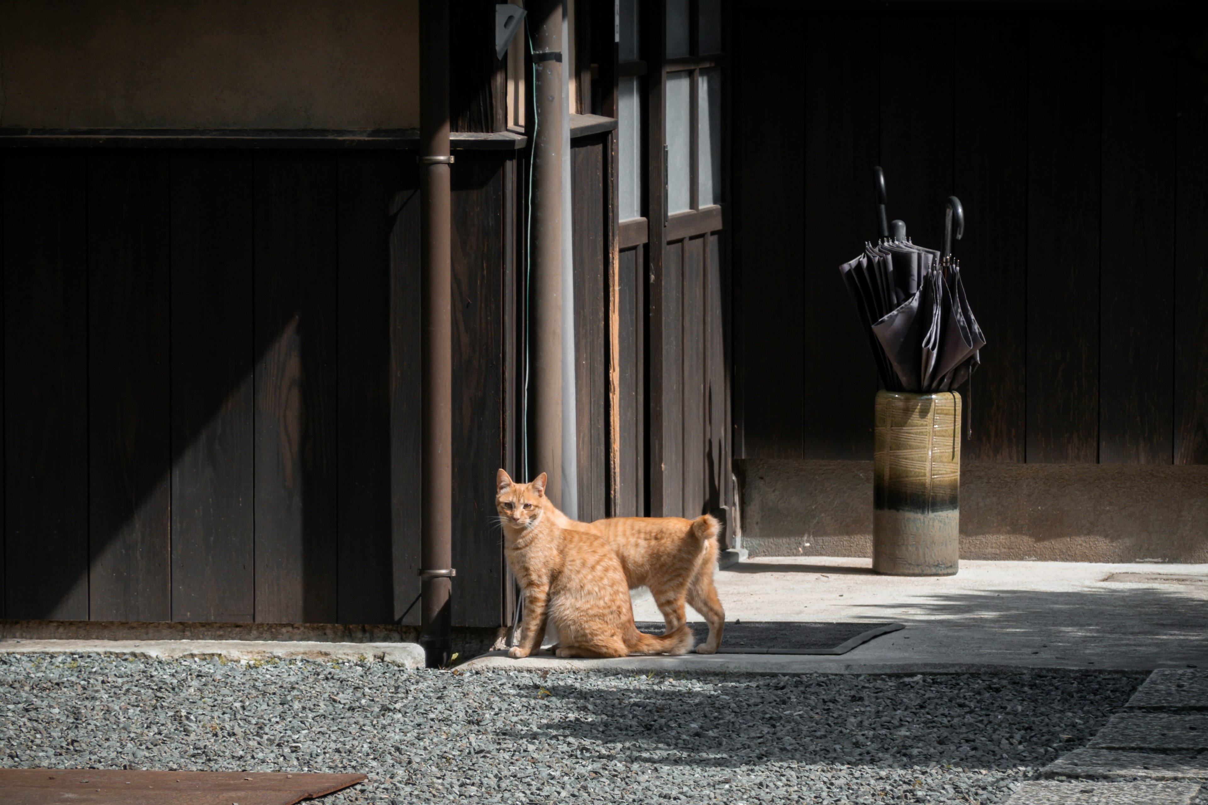 静かな庭で立っているオレンジ色の猫と黒い彫刻