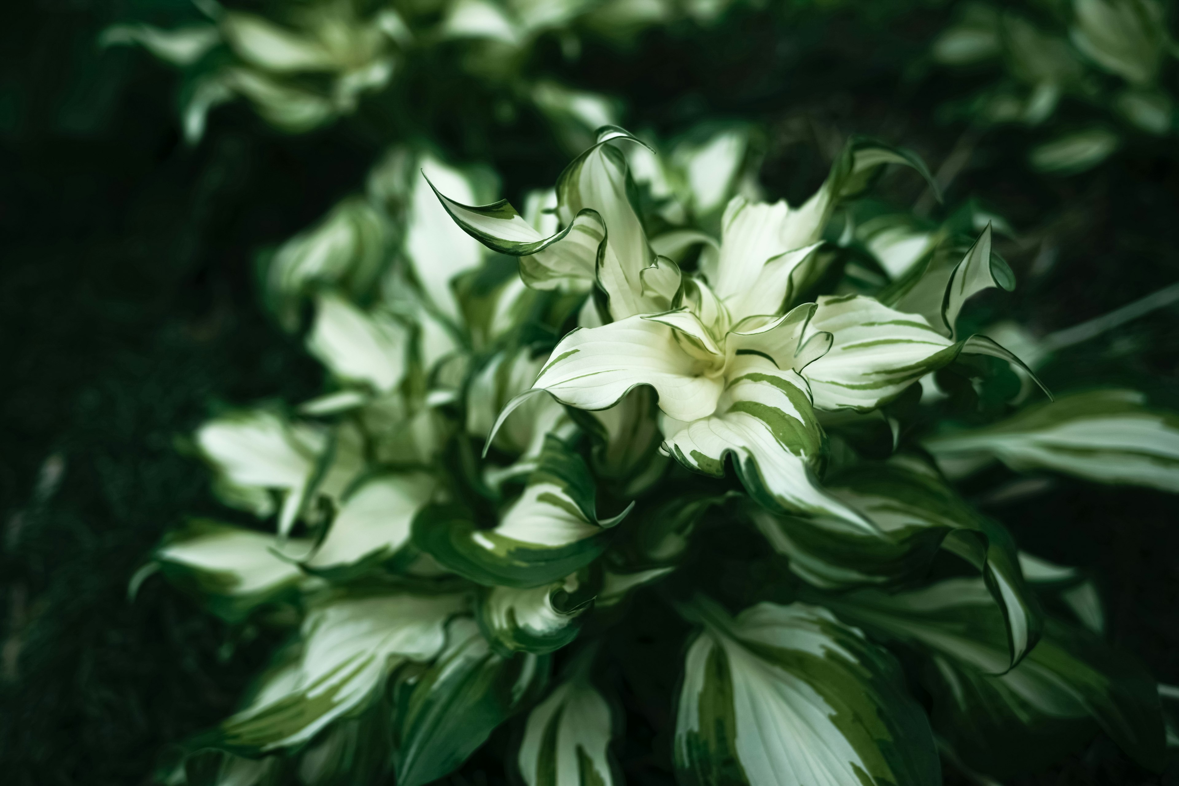 Foto de cerca de una planta con hojas verdes y blancas