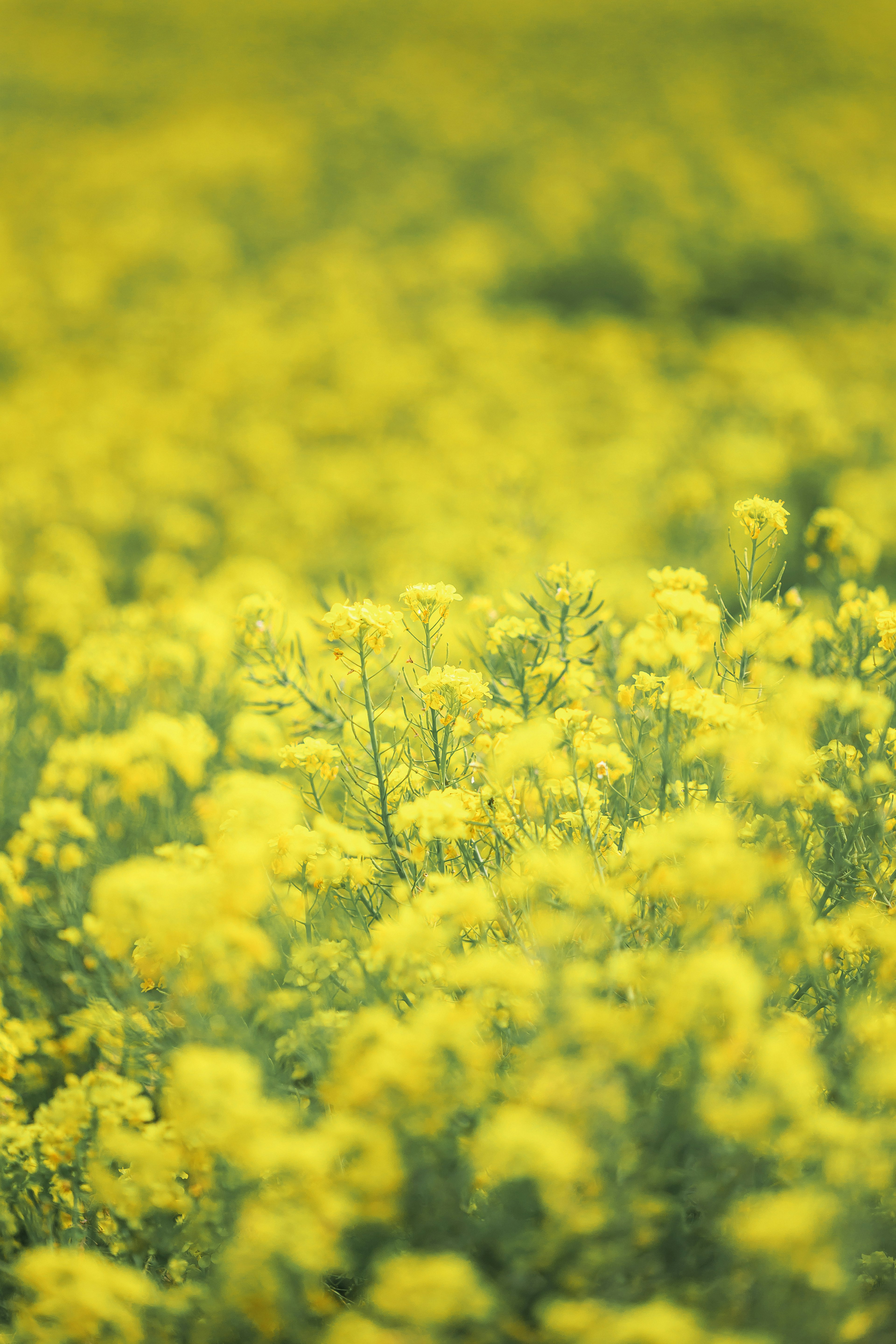 Champ vaste de fleurs jaunes éclatantes