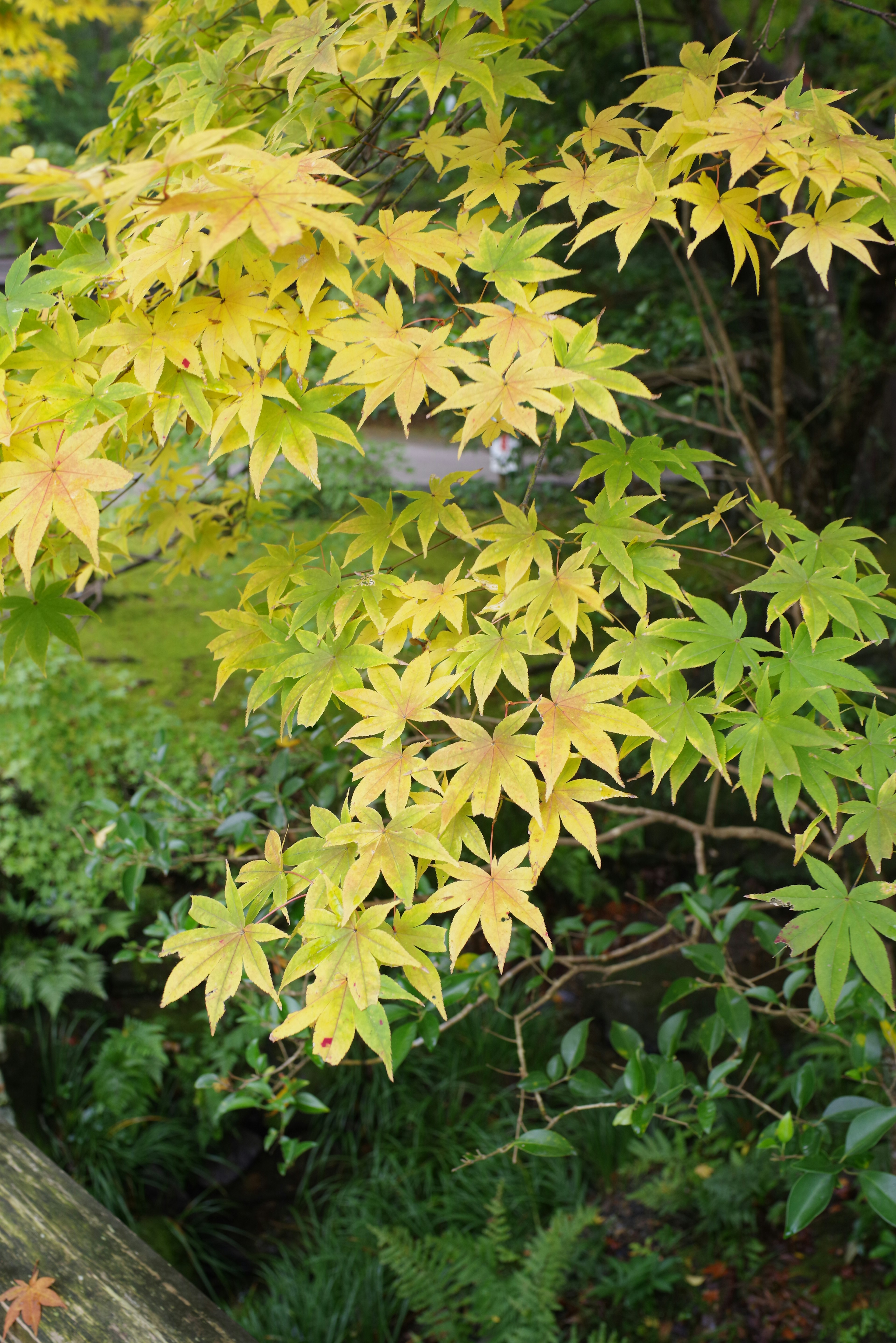 Branch of yellow maple leaves against a green background