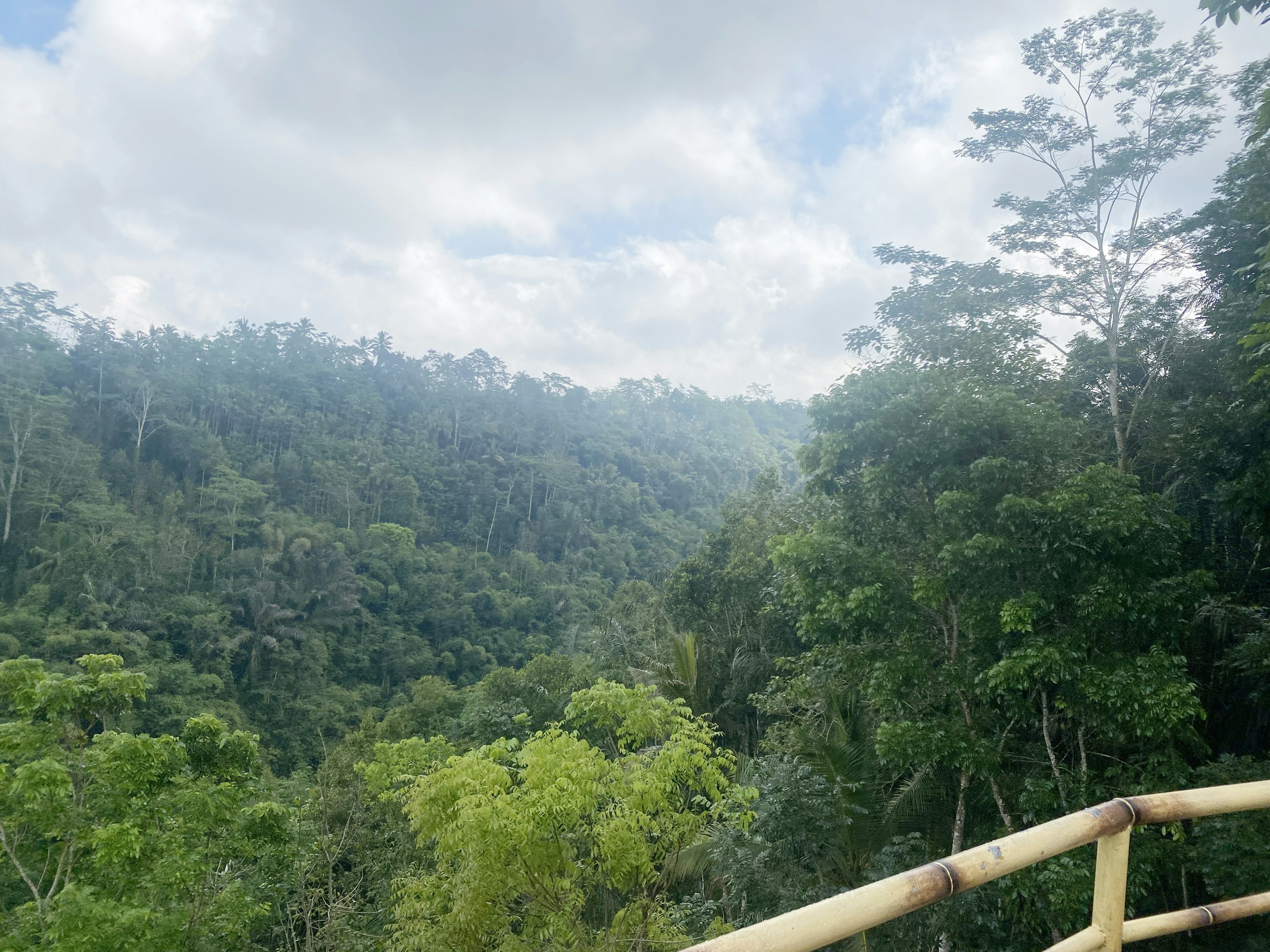 Lush green forest landscape with blue sky and distant trees shrouded in mist