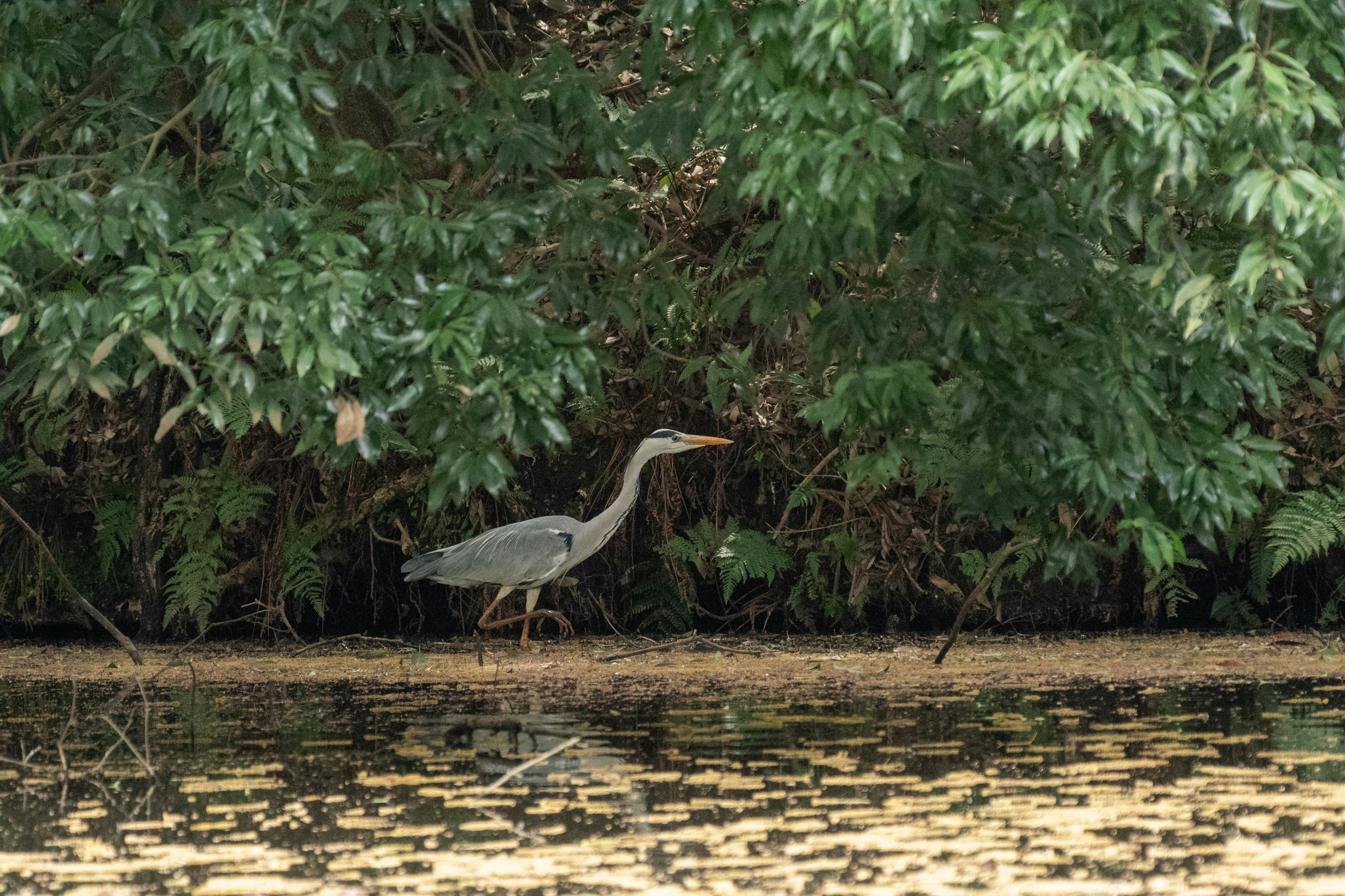 Garza gris de pie junto al agua con follaje verde