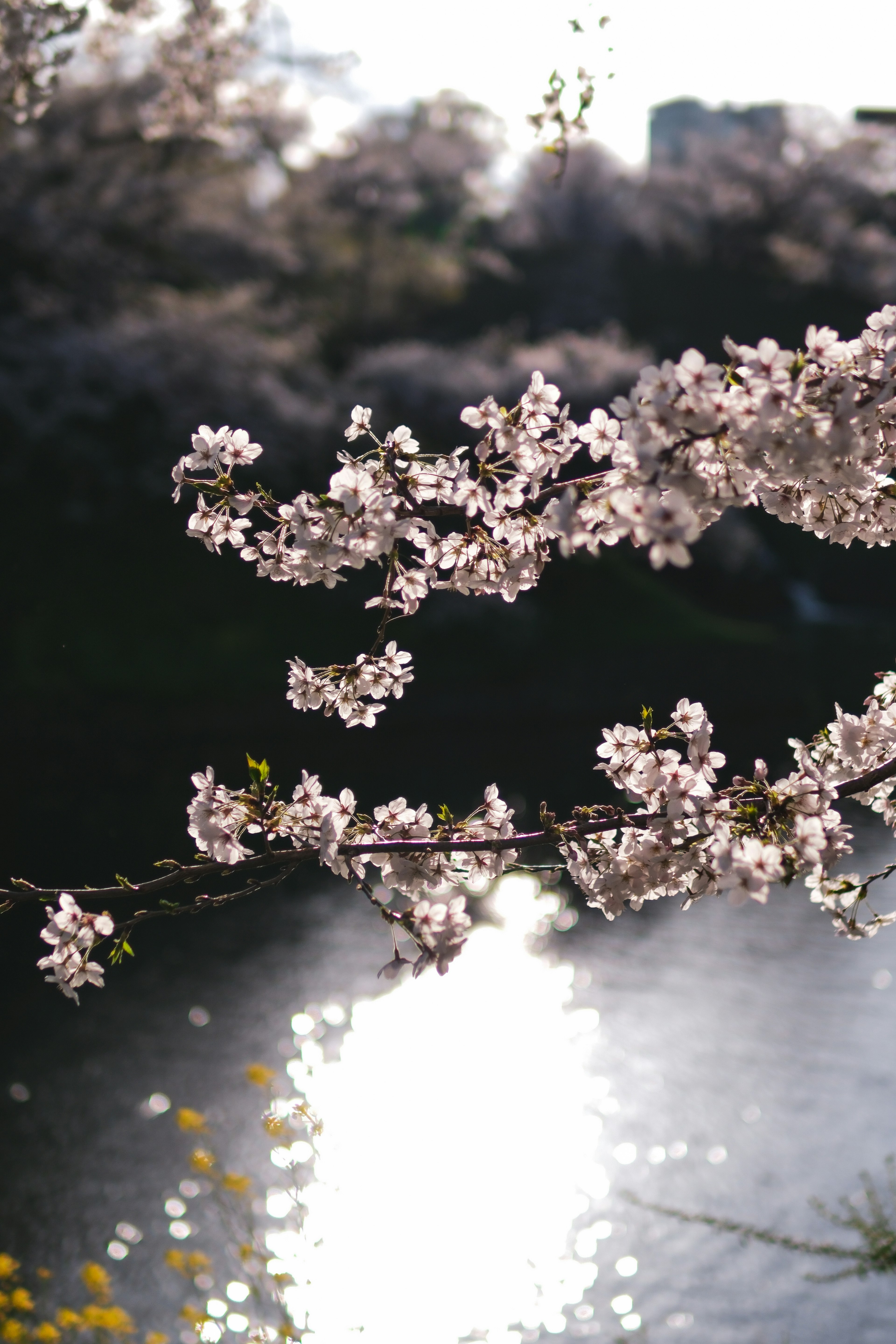 桜の花が咲いている枝と水面の反射が美しい風景