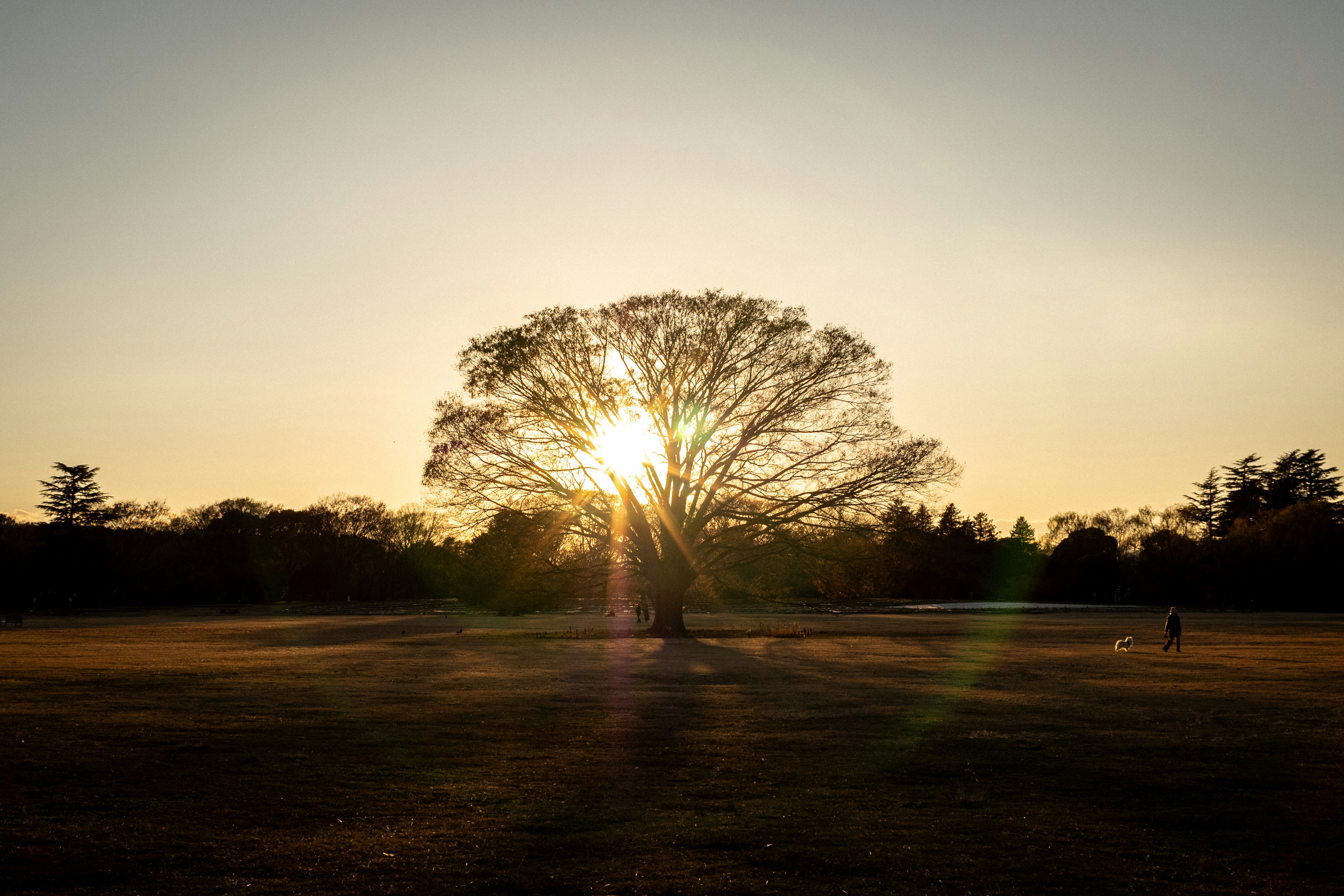 Un grand arbre illuminé par le coucher de soleil se dresse dans un vaste champ herbeux