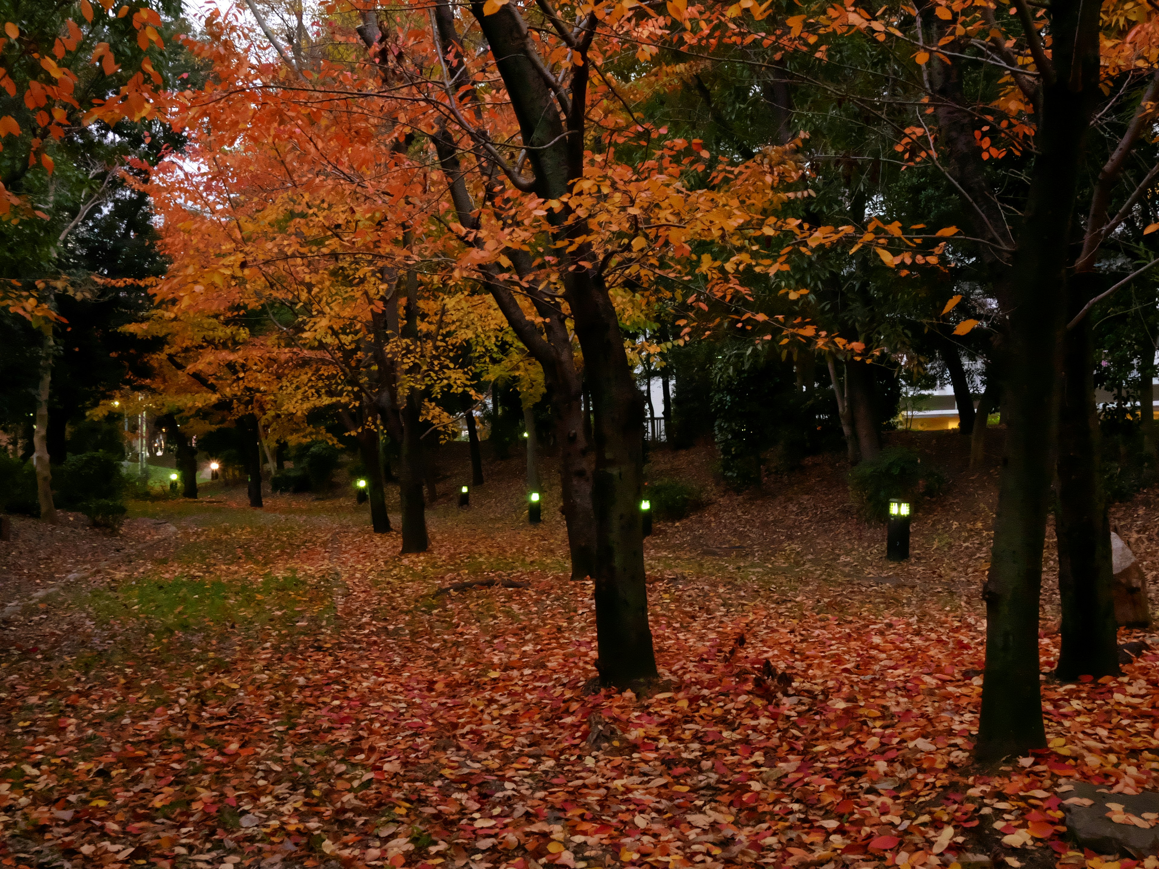 秋の紅葉が美しい公園の風景落ち葉が敷き詰められた小道と照明が点在する