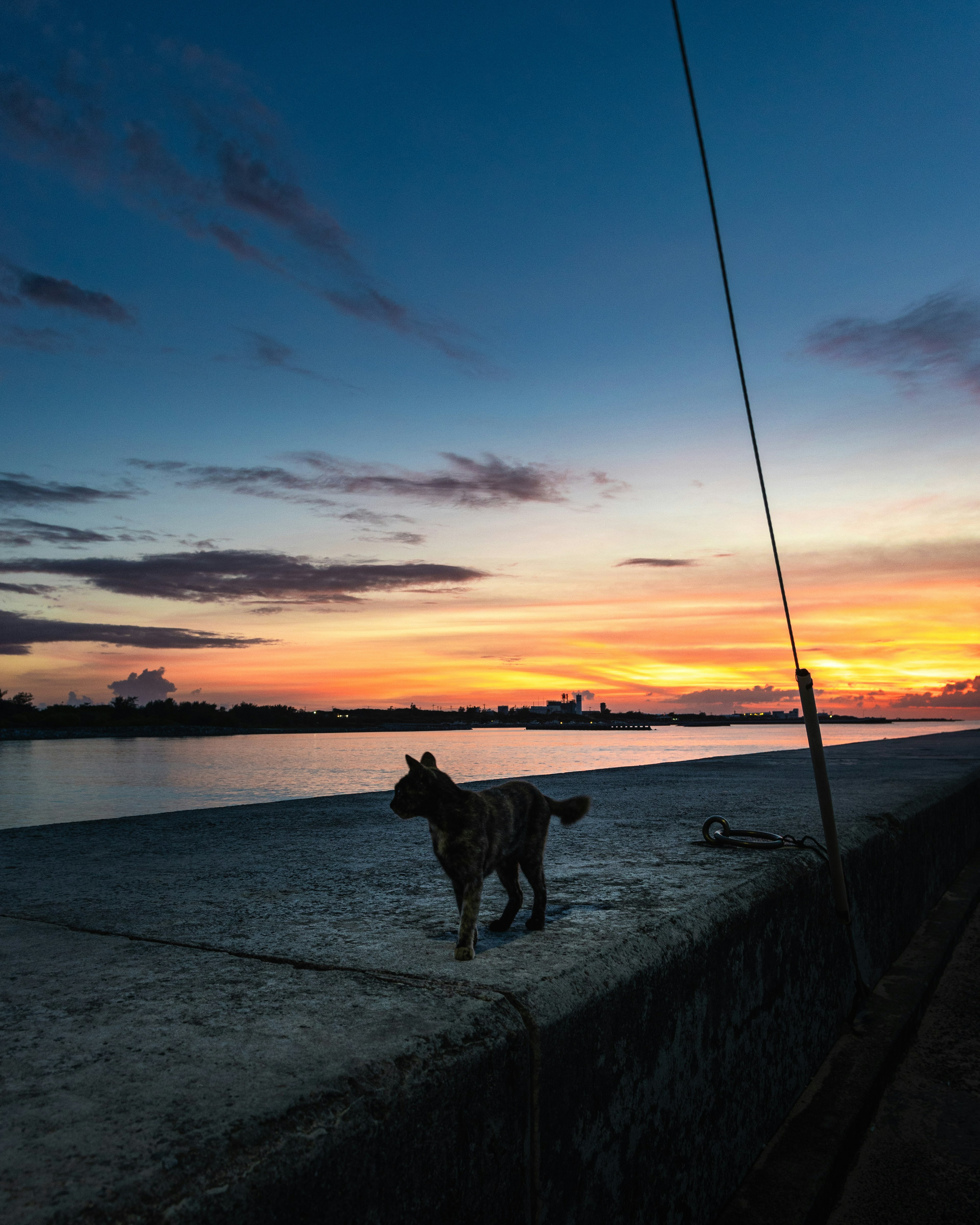 Perro caminando por un muelle durante el atardecer con cielo colorido