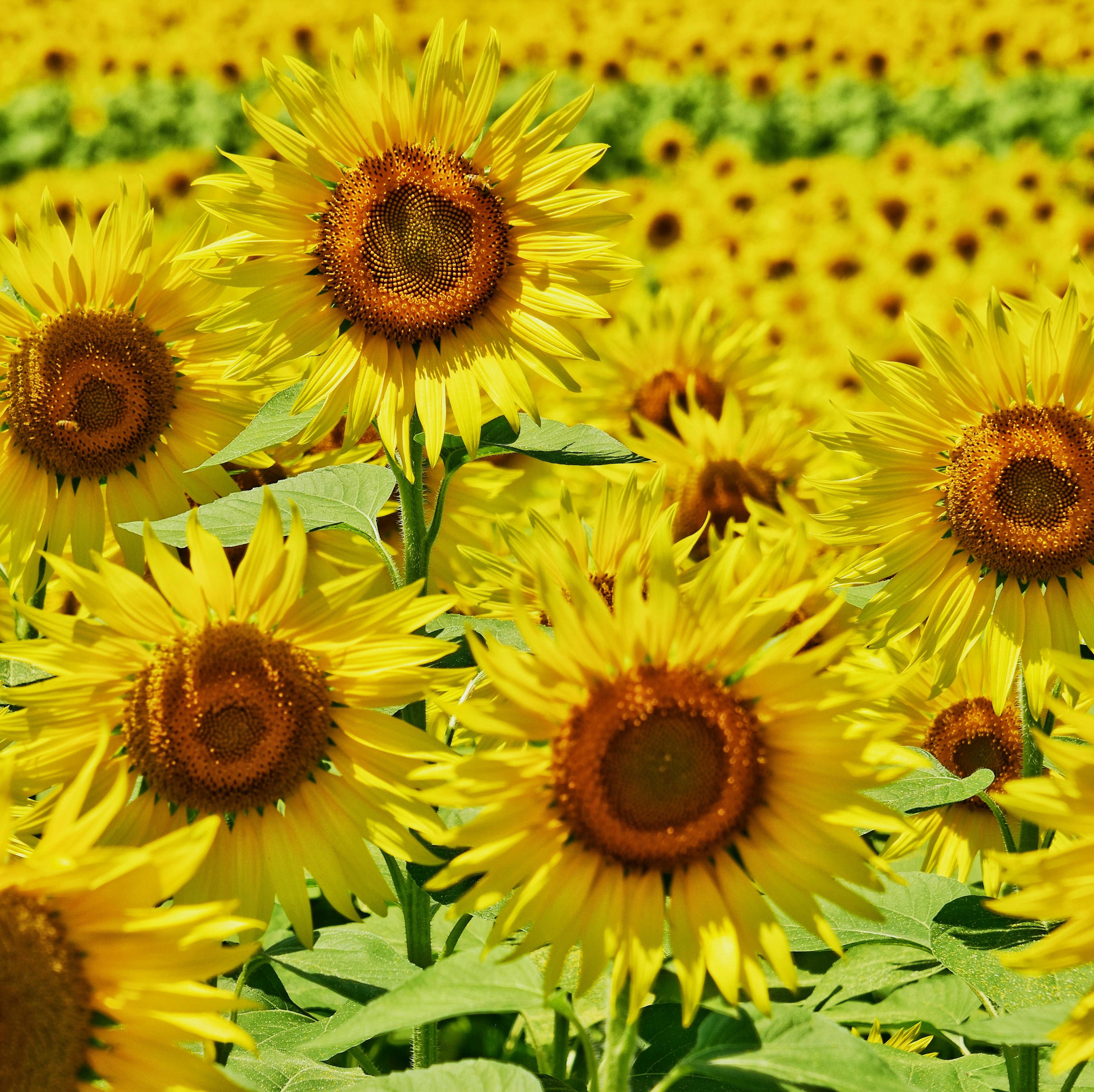 Vibrant field of sunflowers with bright yellow blooms