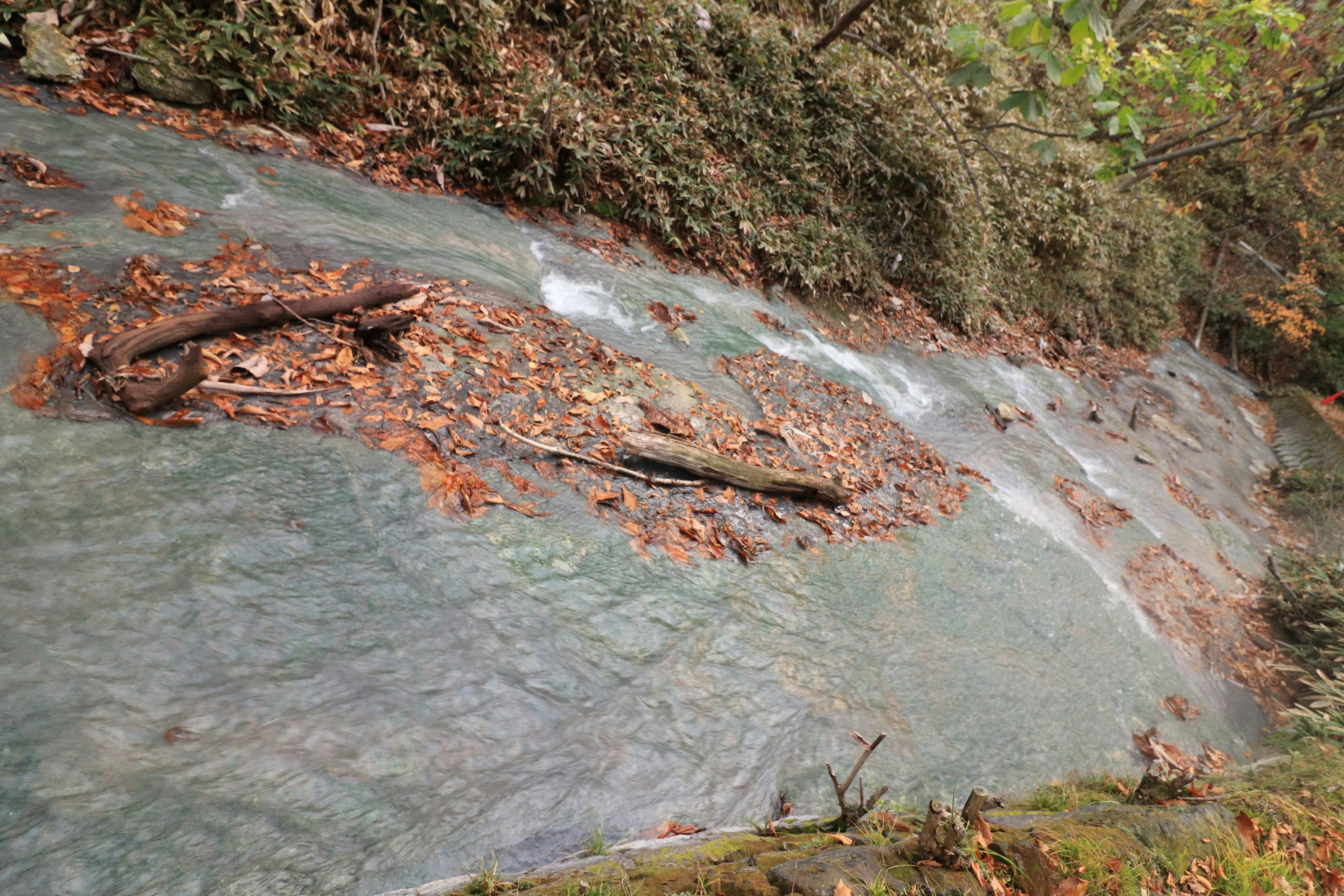 緑色の岩石の斜面に葉や小枝が散らばっている自然の風景