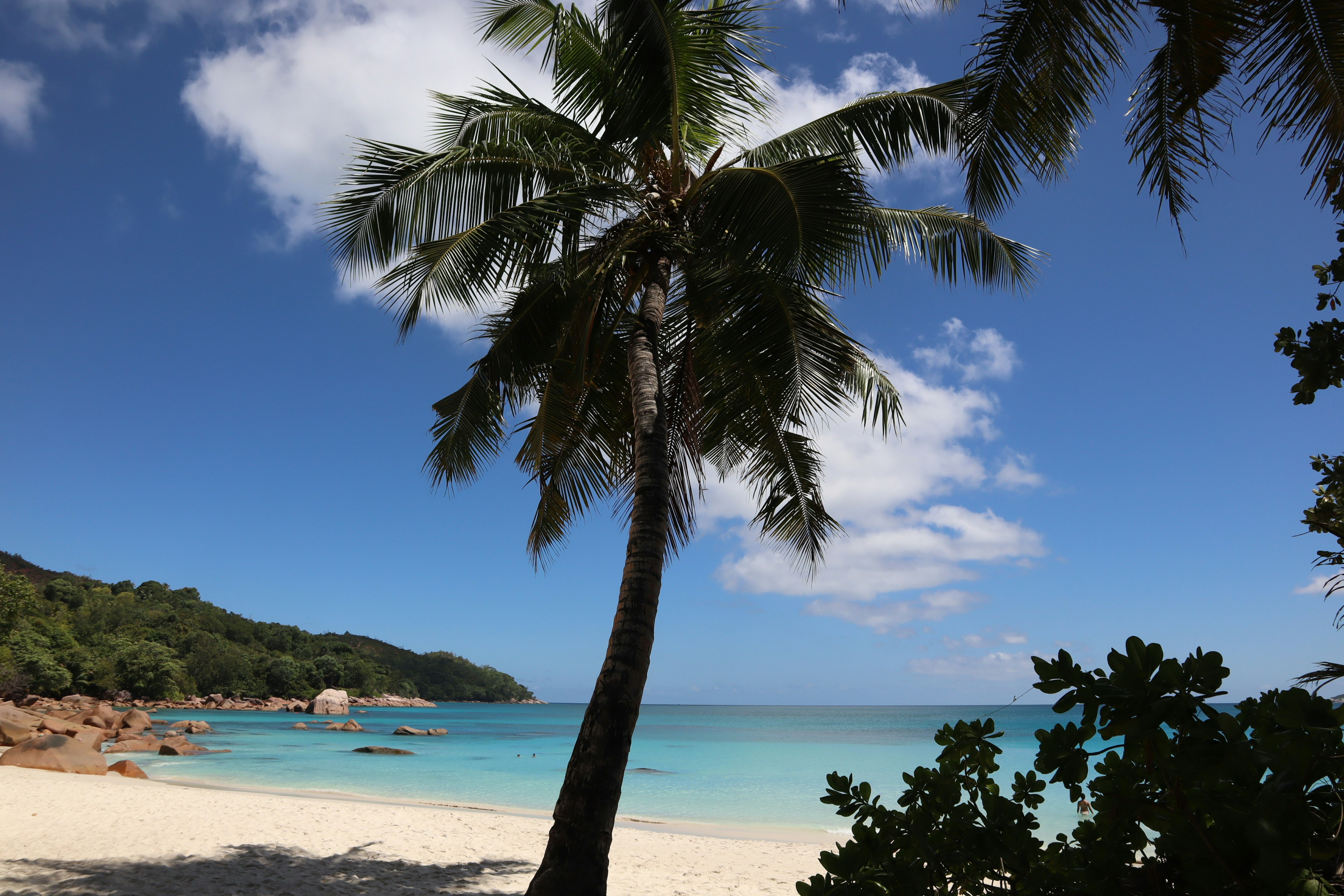 Palme neben einem ruhigen Strand und türkisfarbenem Wasser