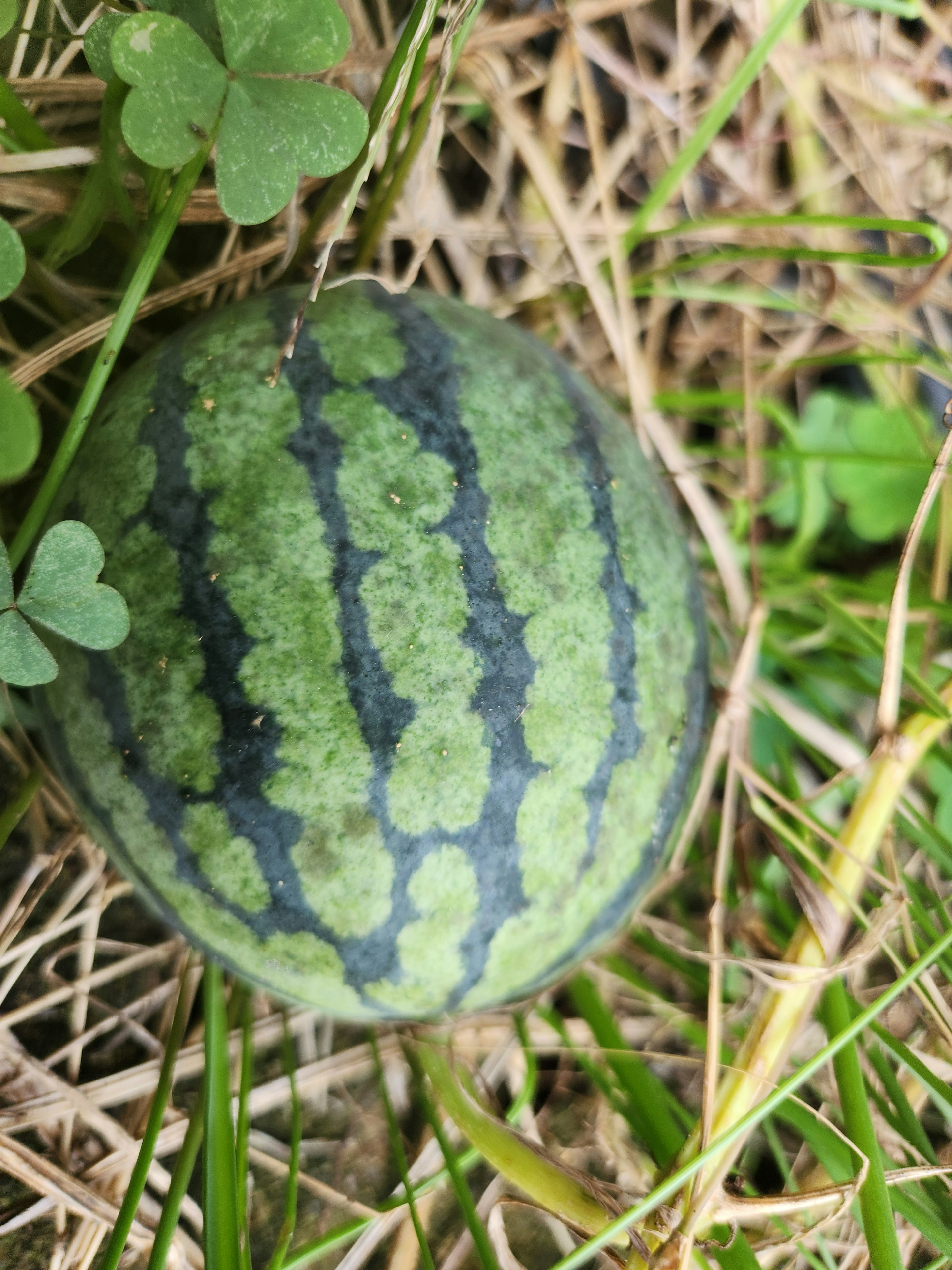 Pequeña sandía entre la hierba verde